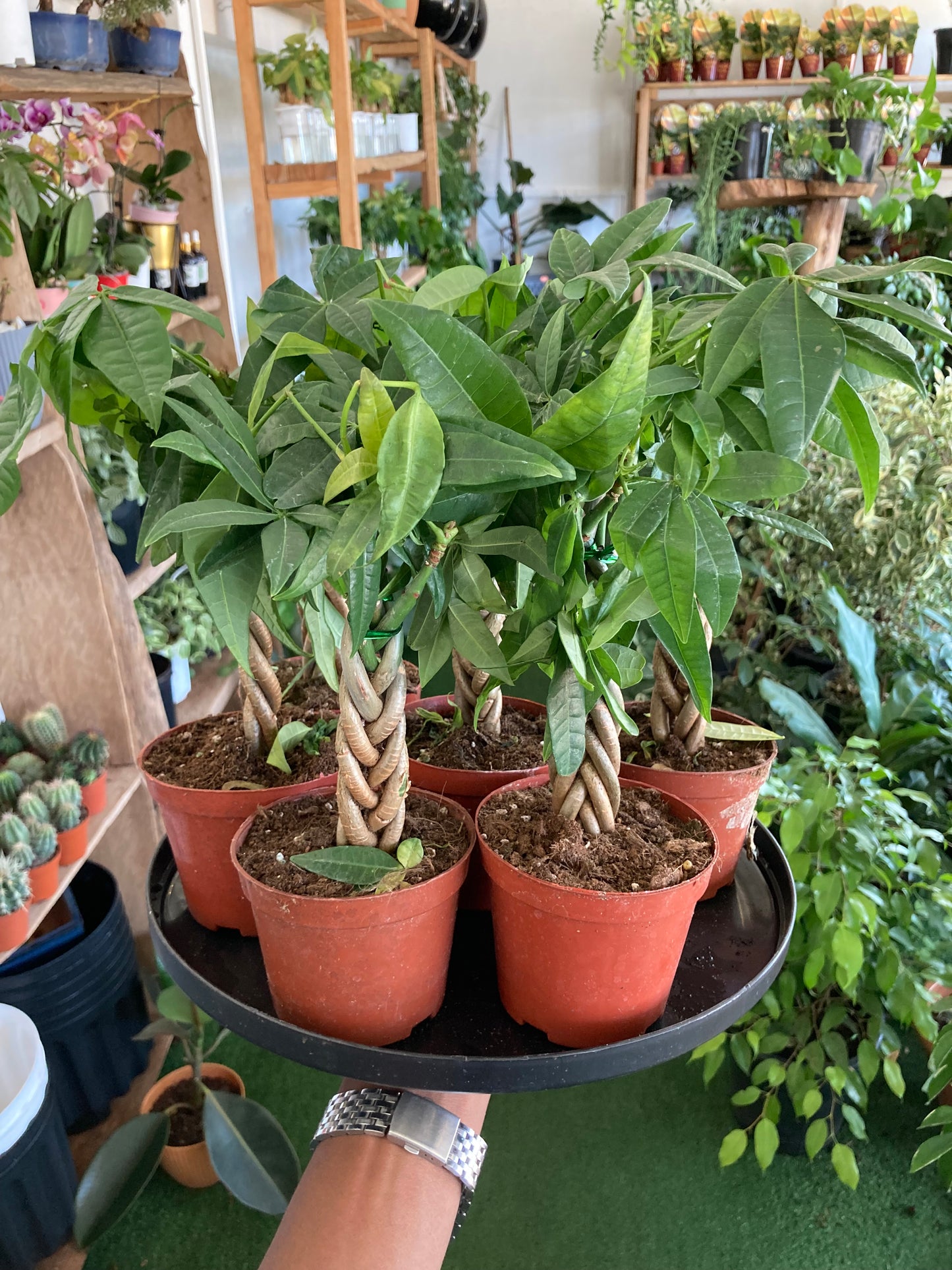 Braided Money Tree Small (Ficus Pachira)