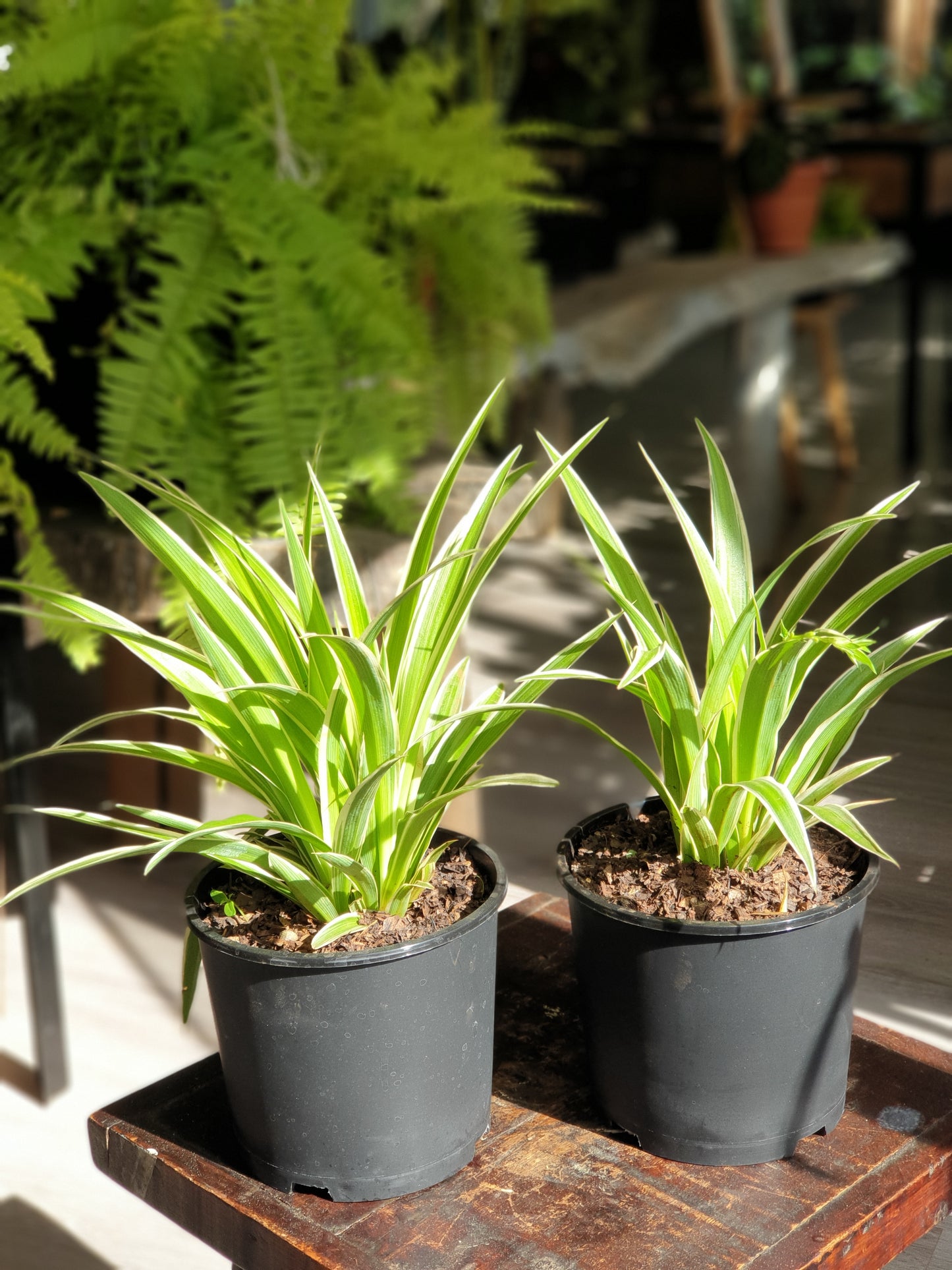 Chlorophytum comosum (Spider Plant)