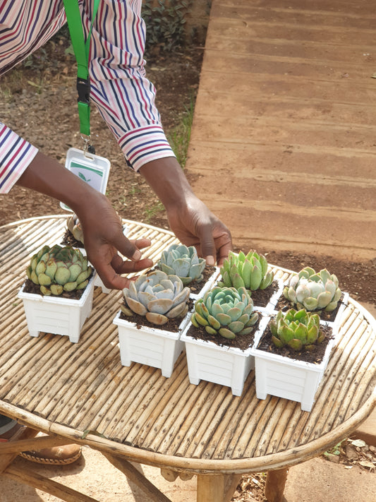 6 pack square planters white