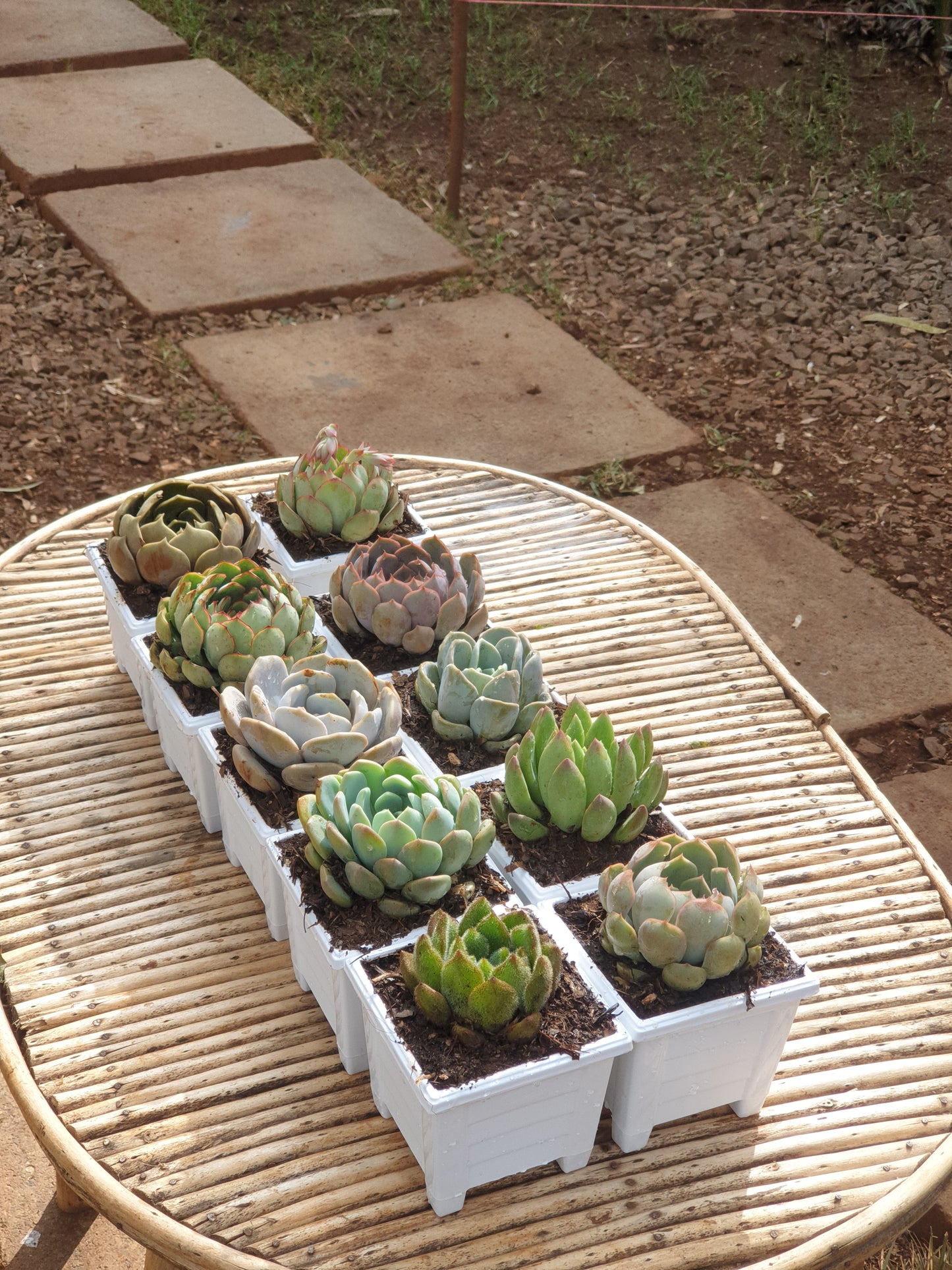 6 pack square planters white