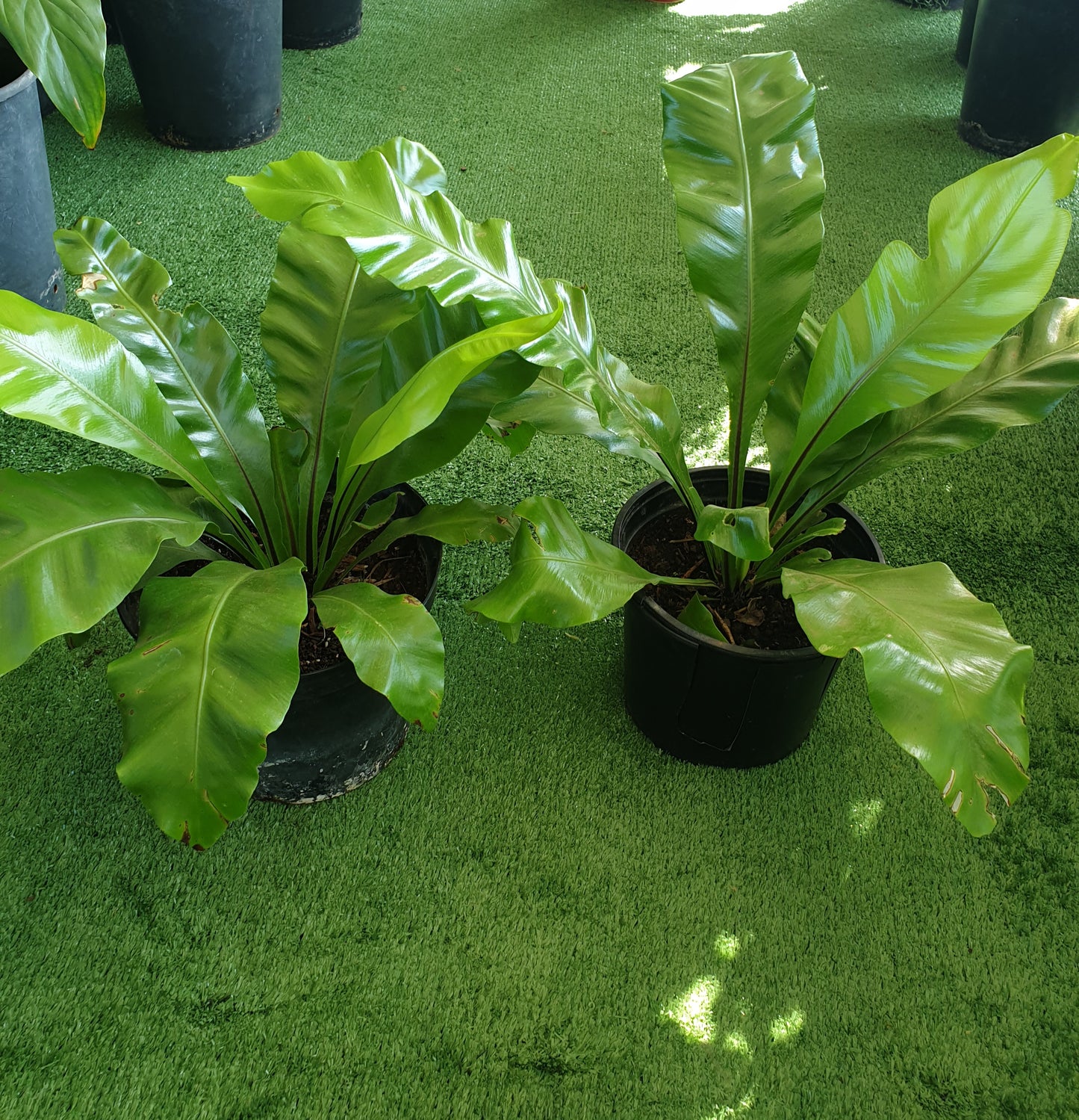 Bird nest fern (Asplenium nidus)