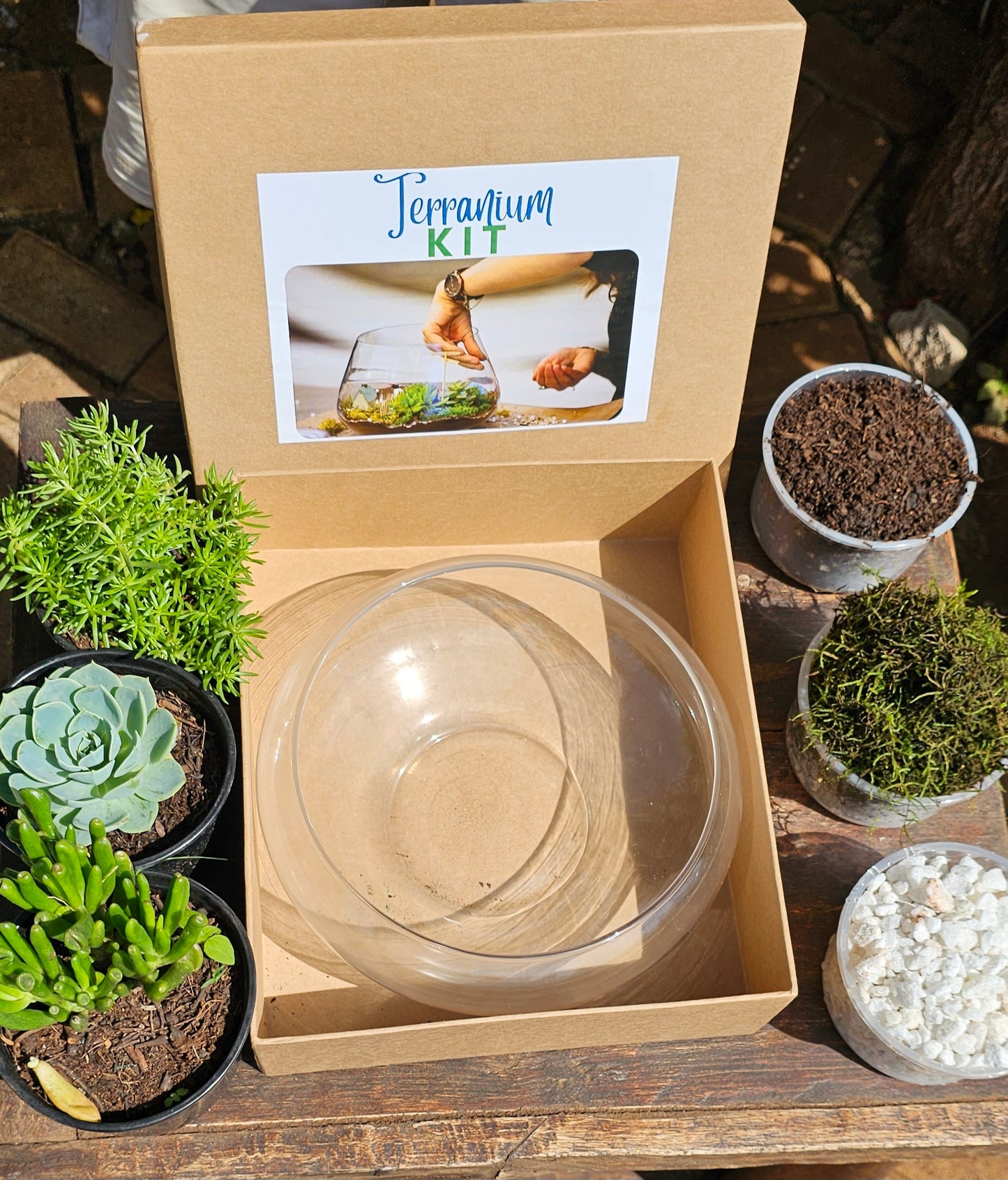 Terrarium Succulent Kit