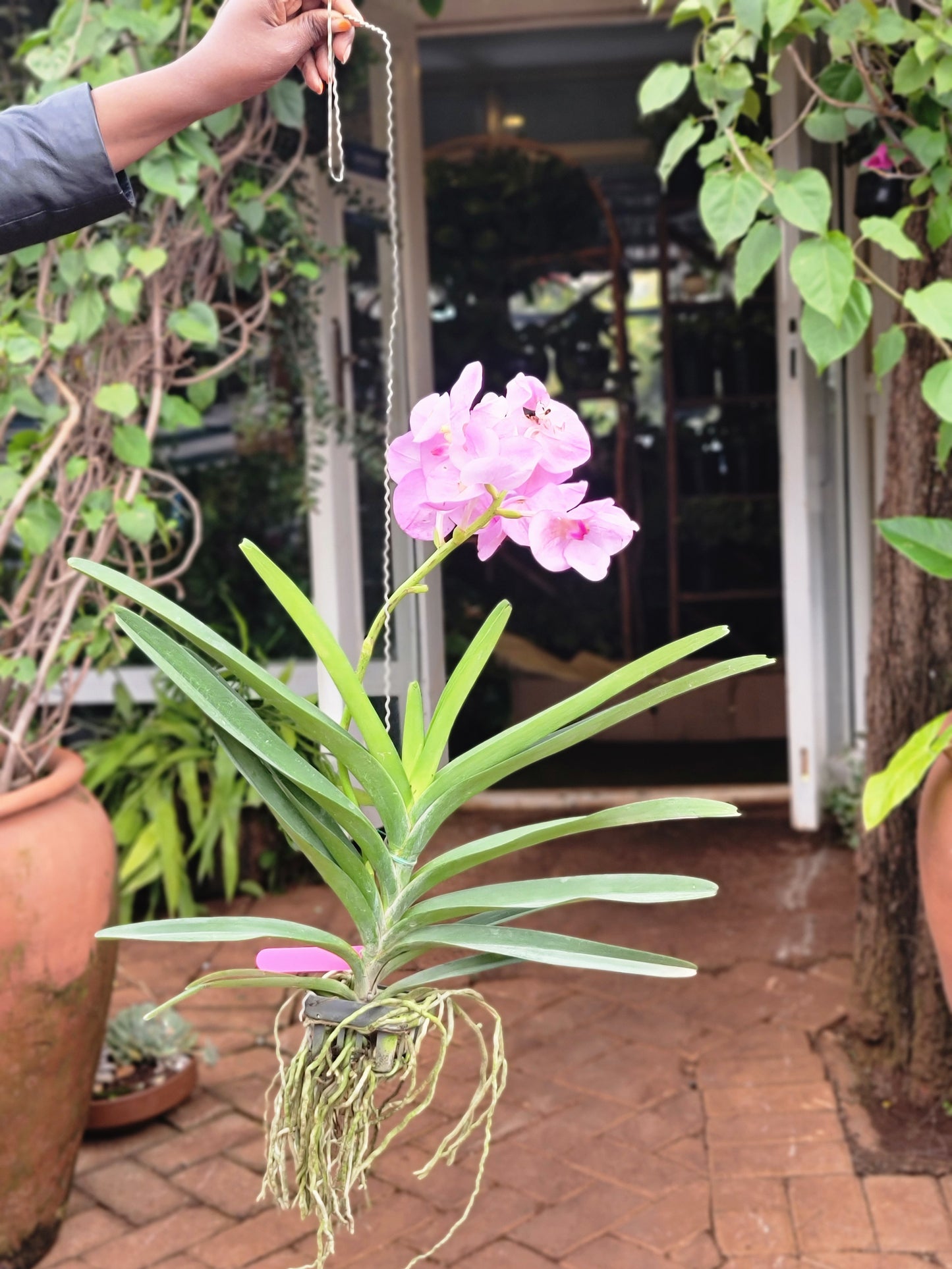 Vanda Orchids - Medium
