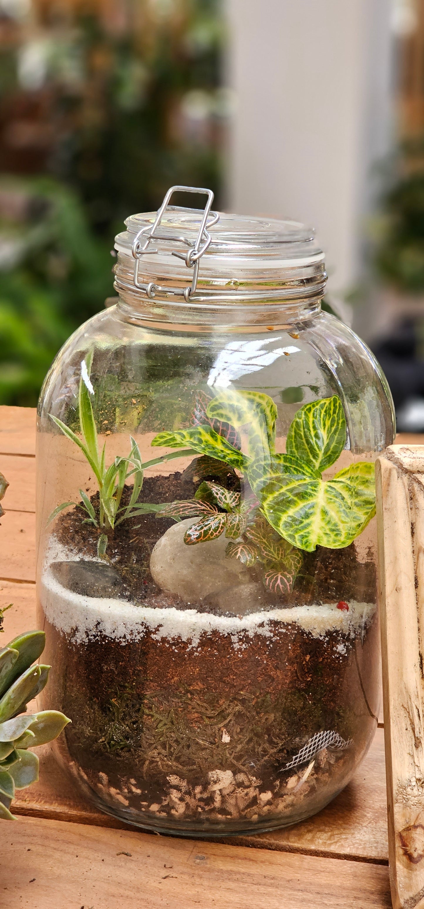 Closed Terrarium
