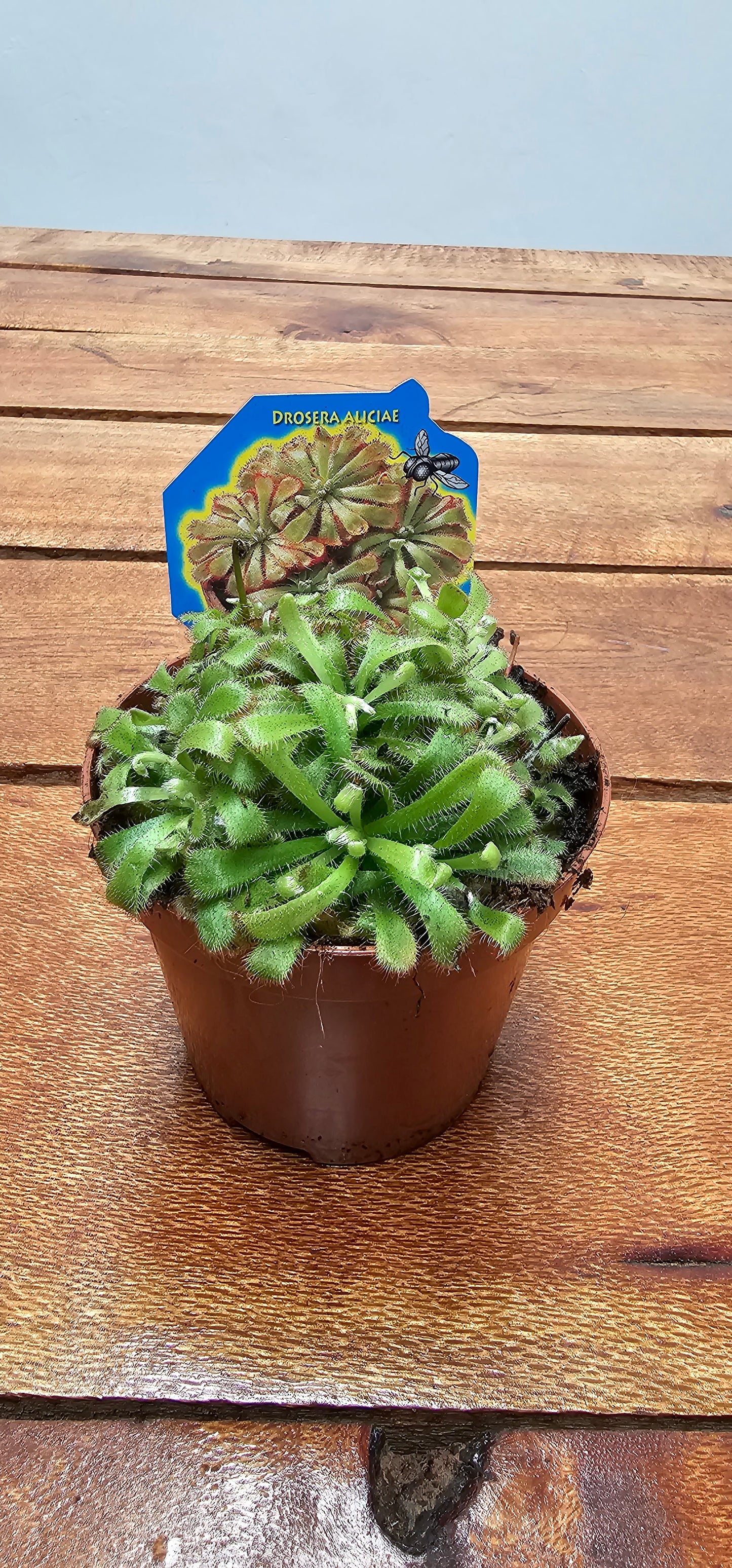 Drosera aliciae (Alice's Sundew