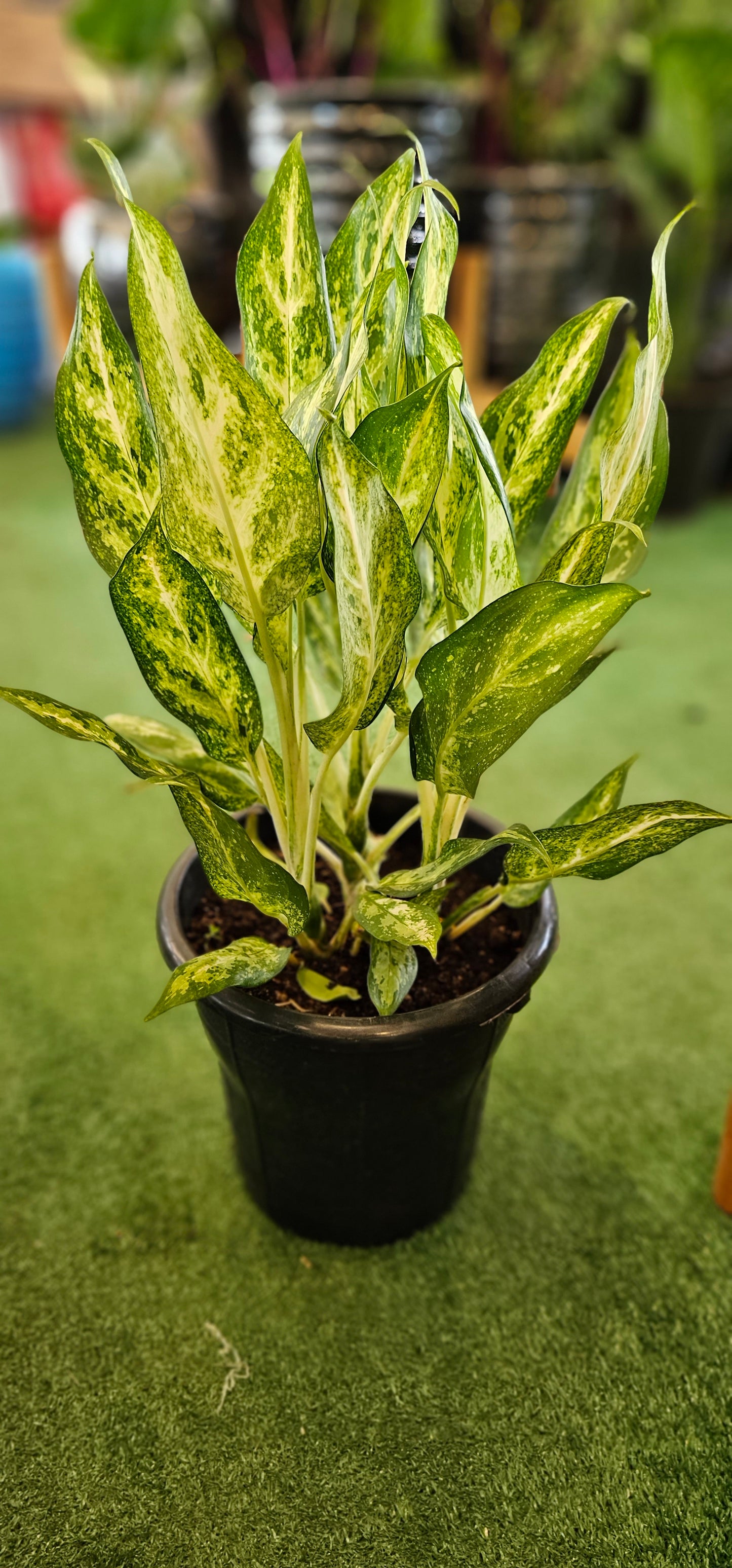 Chinese Evergreen (Aglaonema Costatum)