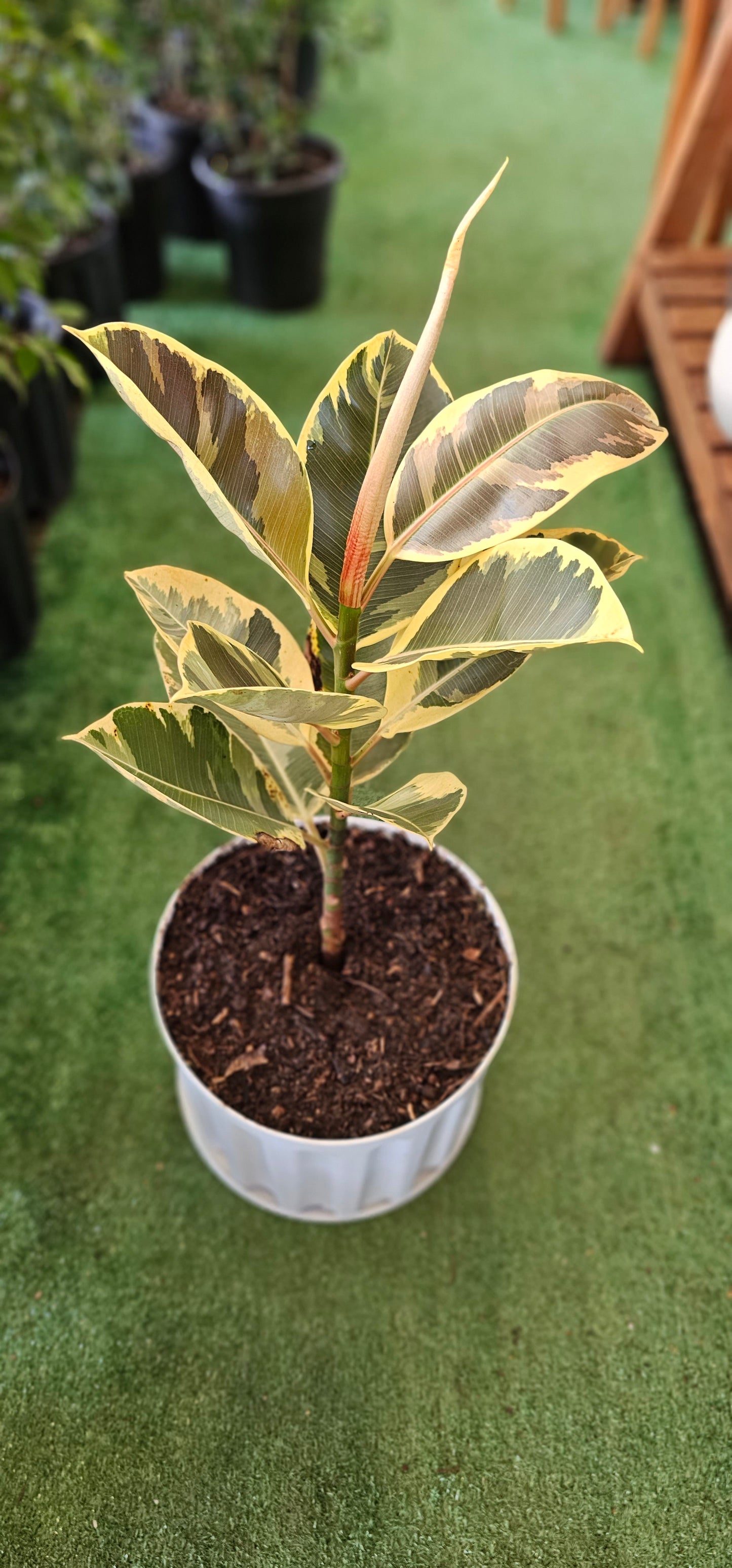 Variegated Rubber Plant (Ficus Tineke)