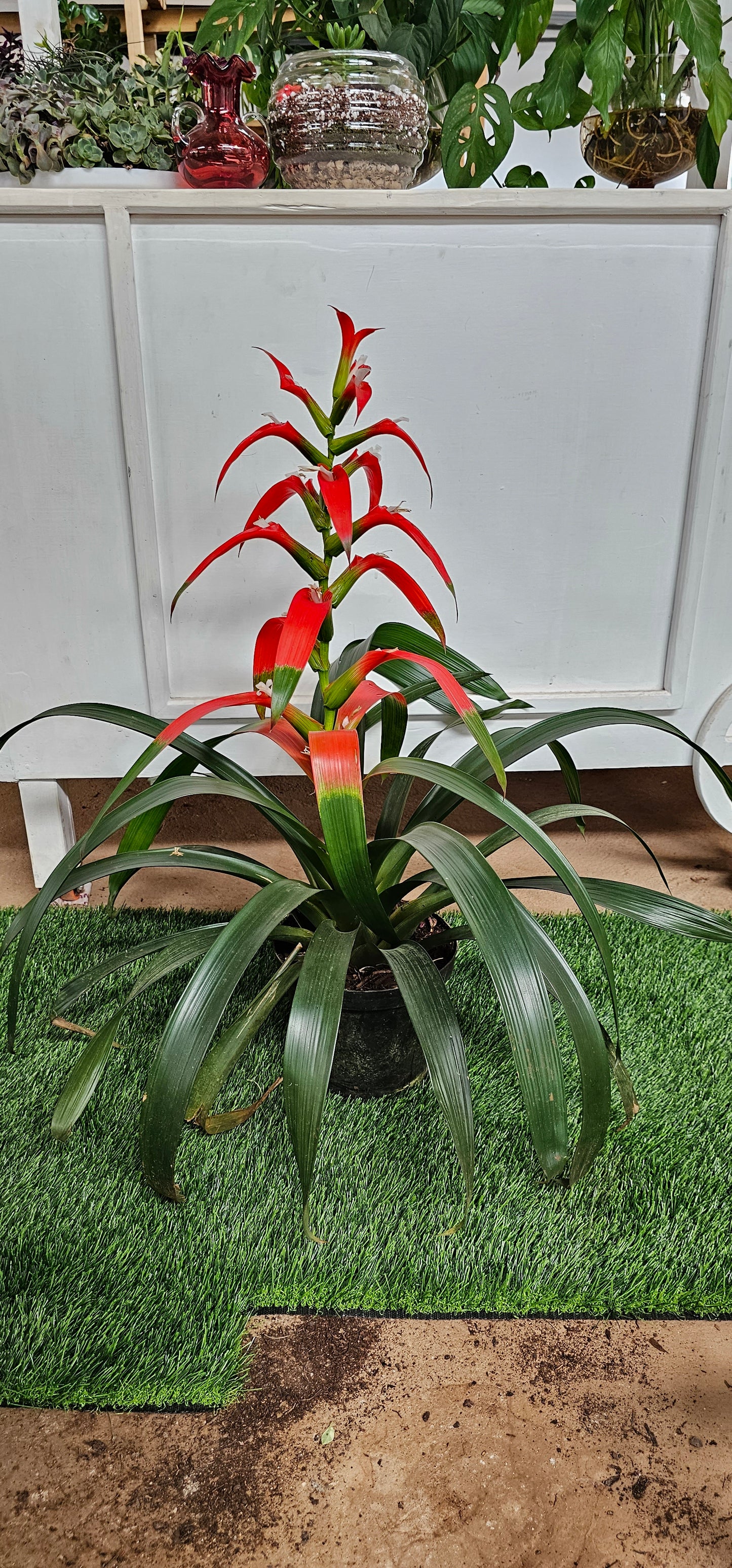 Bromeliad
