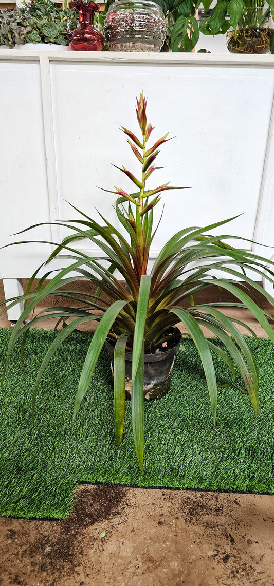 Bromeliad