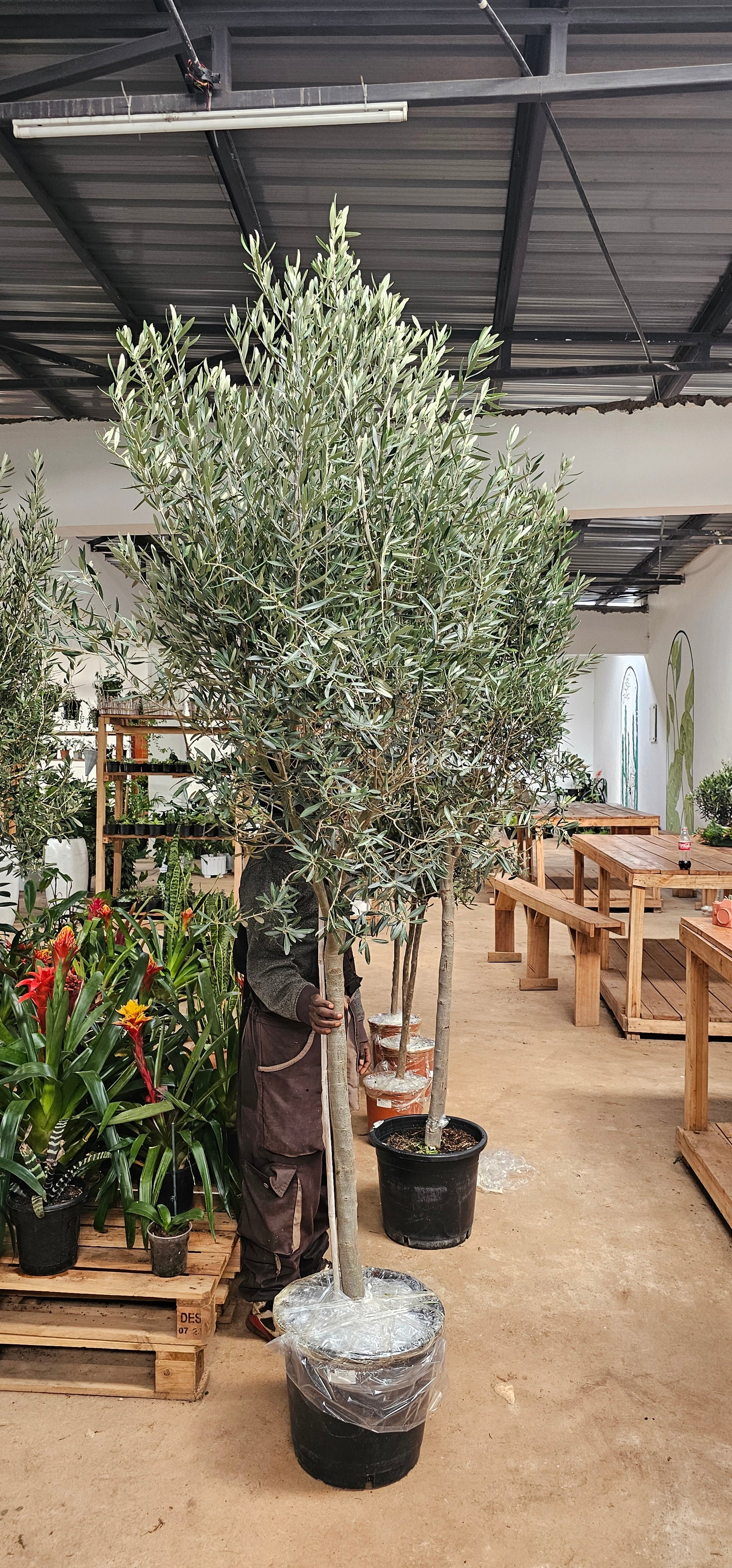 European Olive XXL (Olea Europea)