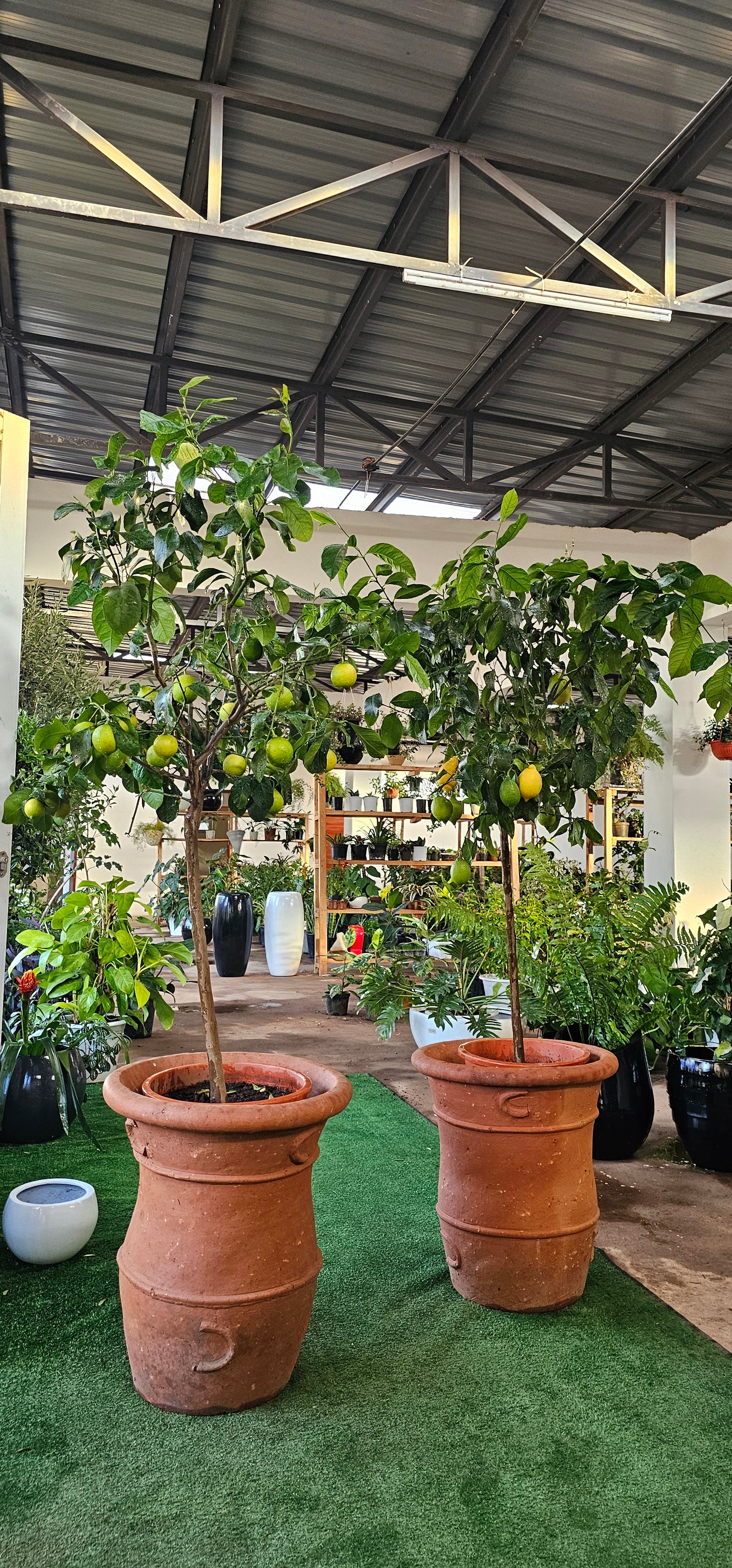 Meyer Lemon Tree ( Citrus Lemon