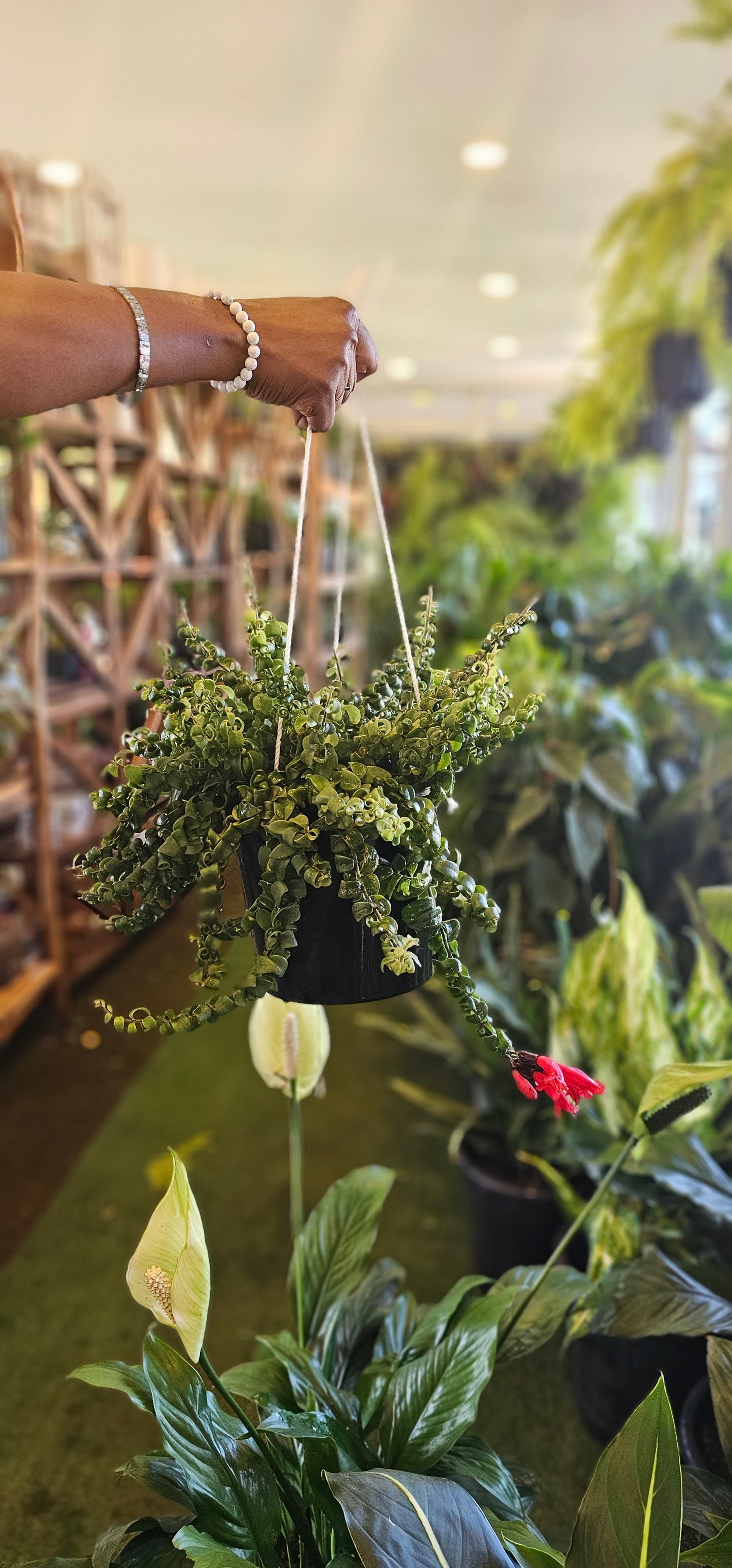 Aeschynanthus 'Rasta'