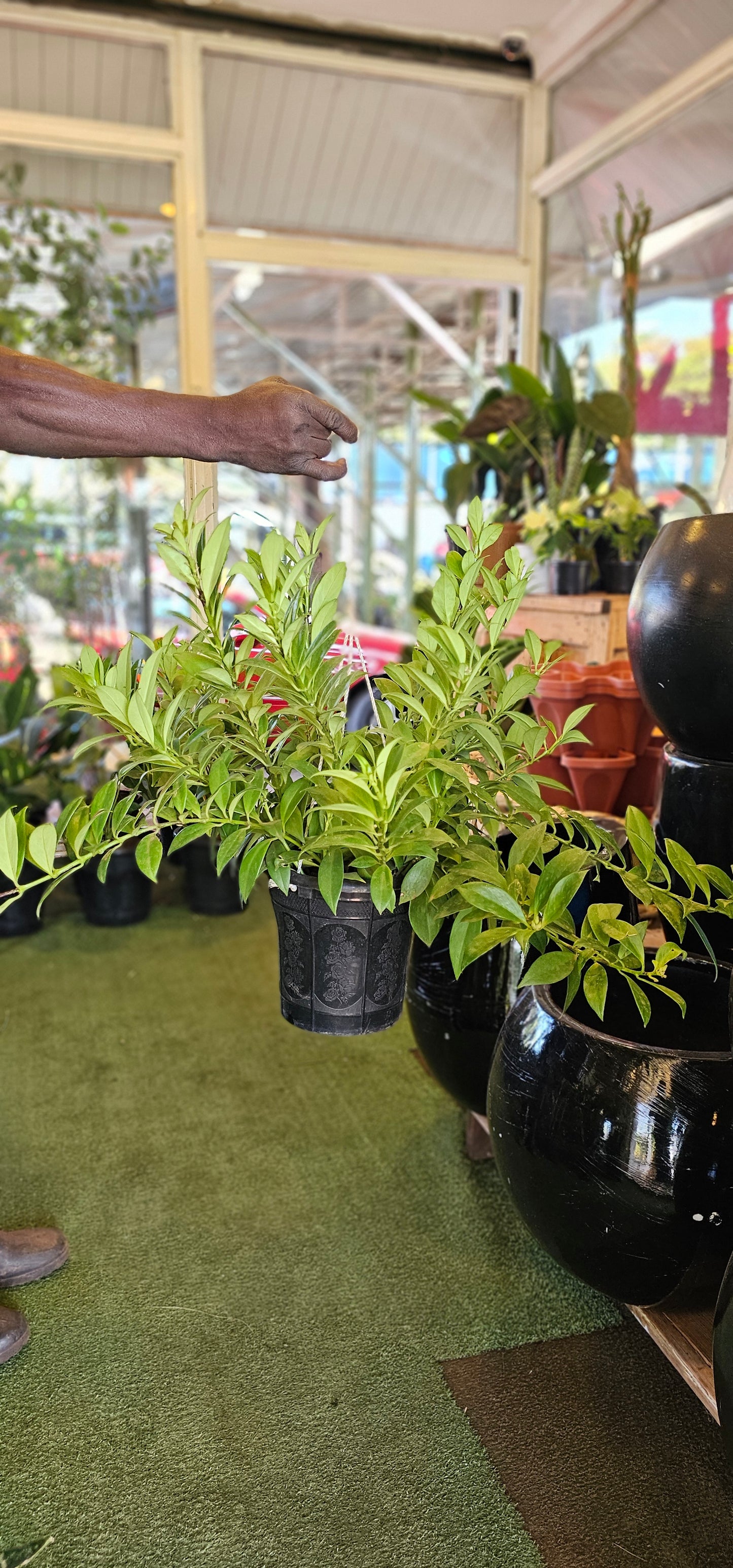 Aeschynanthus 'Mona Lisa'