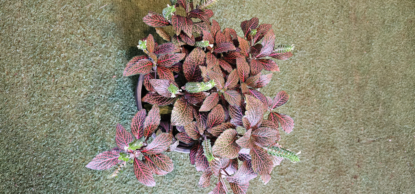 Fittonia (Acanthaceae) Large