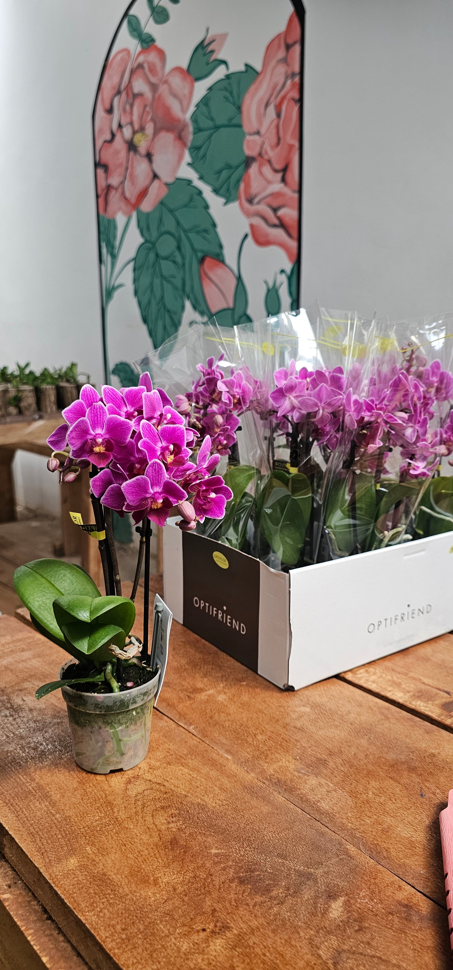 Hybrid Phalaenopsis Orchid MultiFlora 3 stem