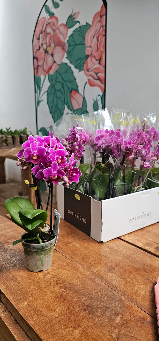 Hybrid Phalaenopsis Orchid MultiFlora 3 stem