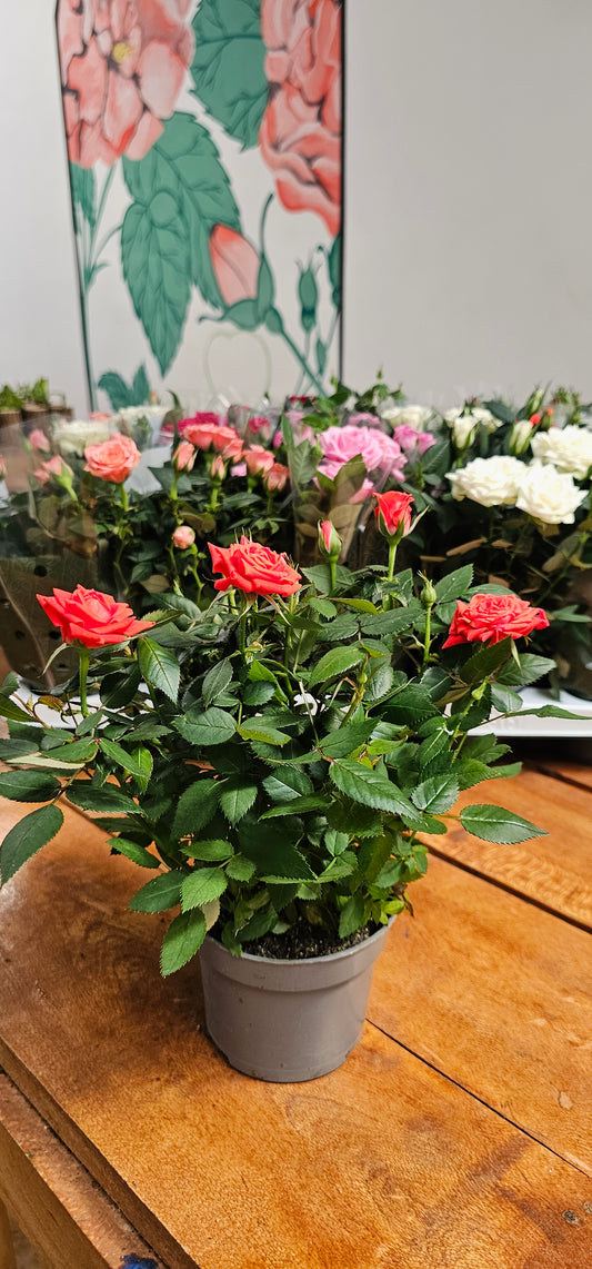 Miniature Potted Roses - Small