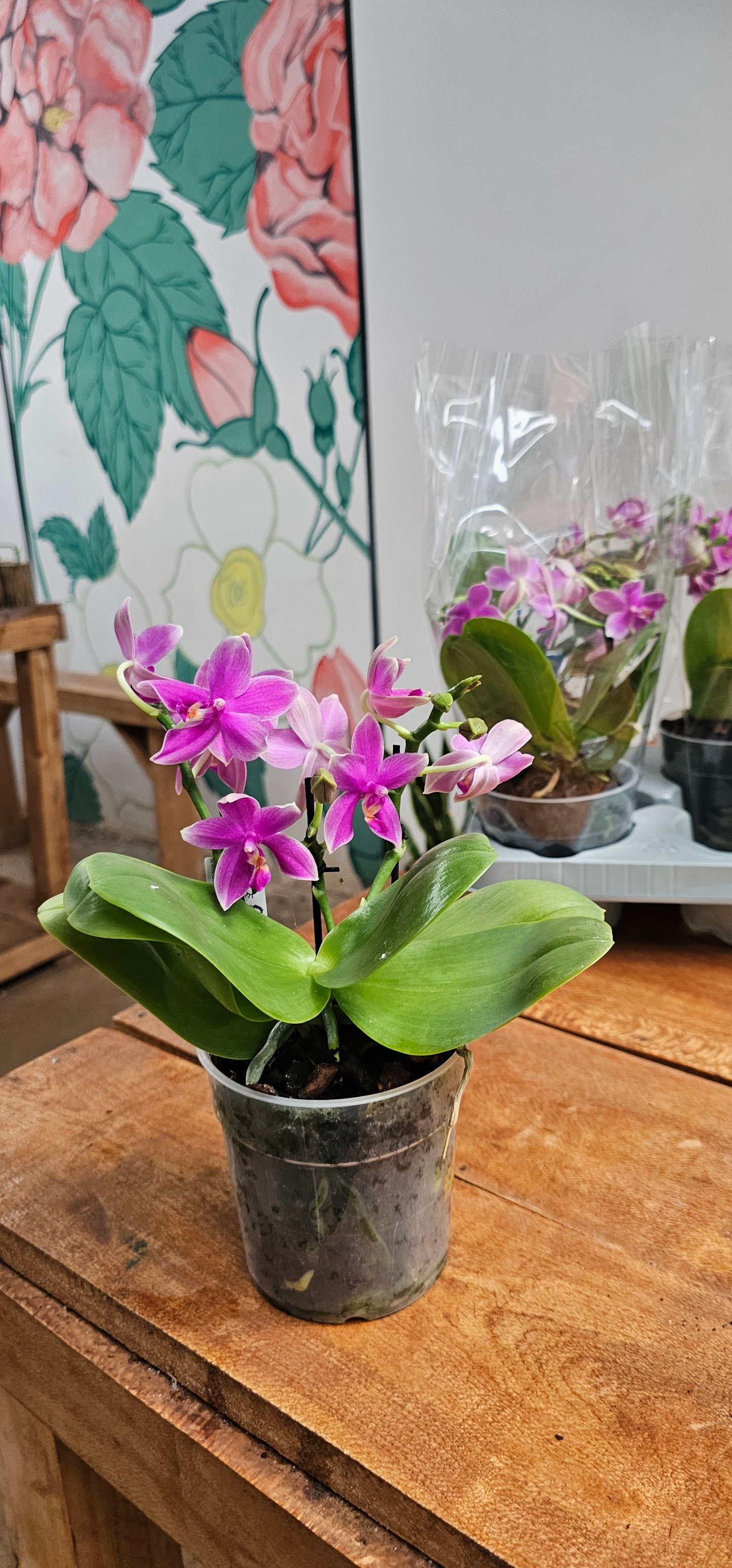 Phalaenopsis Fragrant Cherry Blossom Orchid