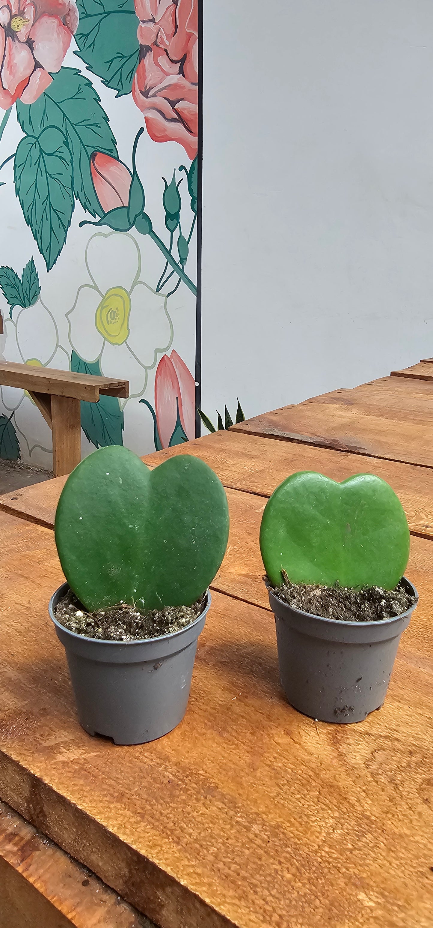 Heart Shaped Succulents