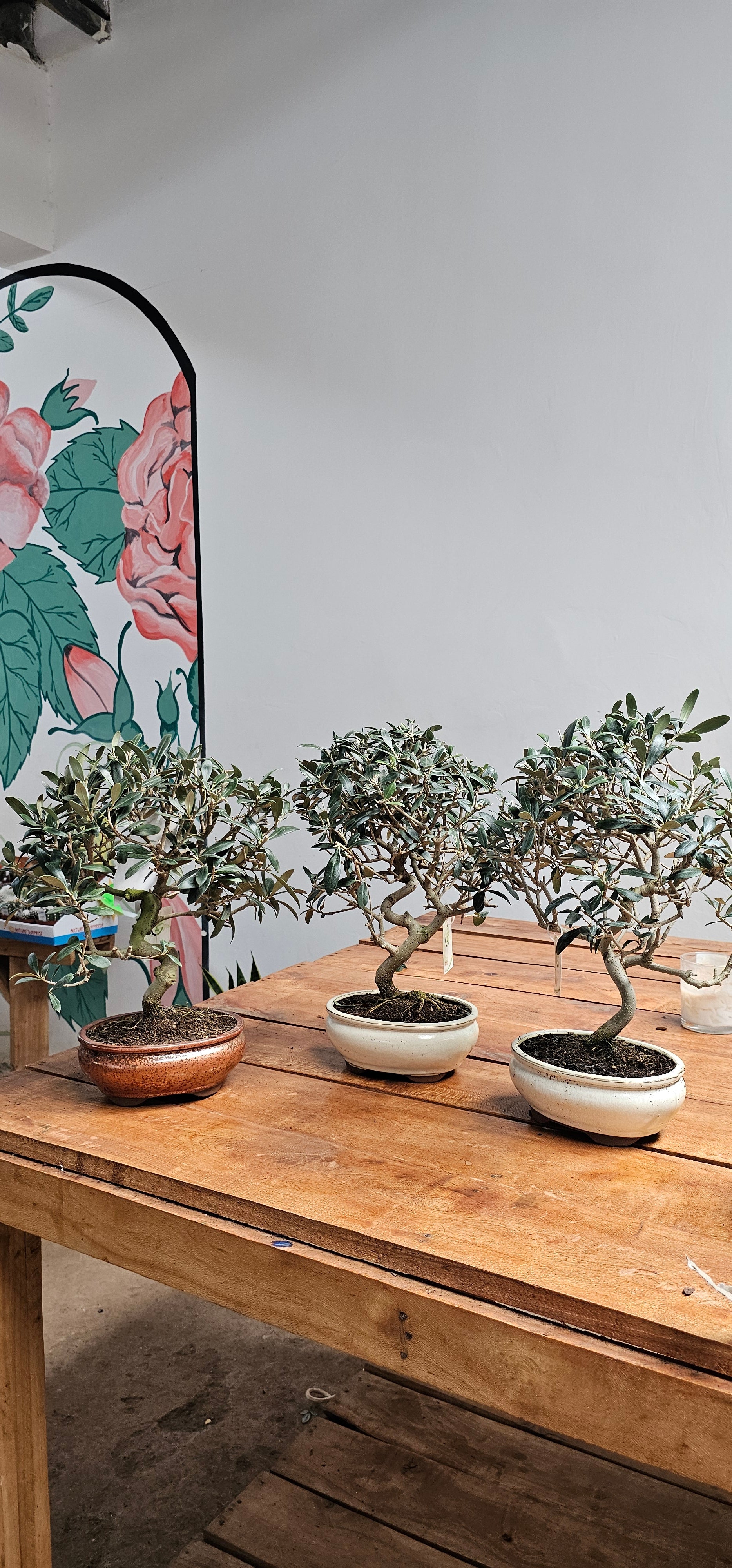 bonsai tree kenya Olive Tree Bonsai – Planty Kenya