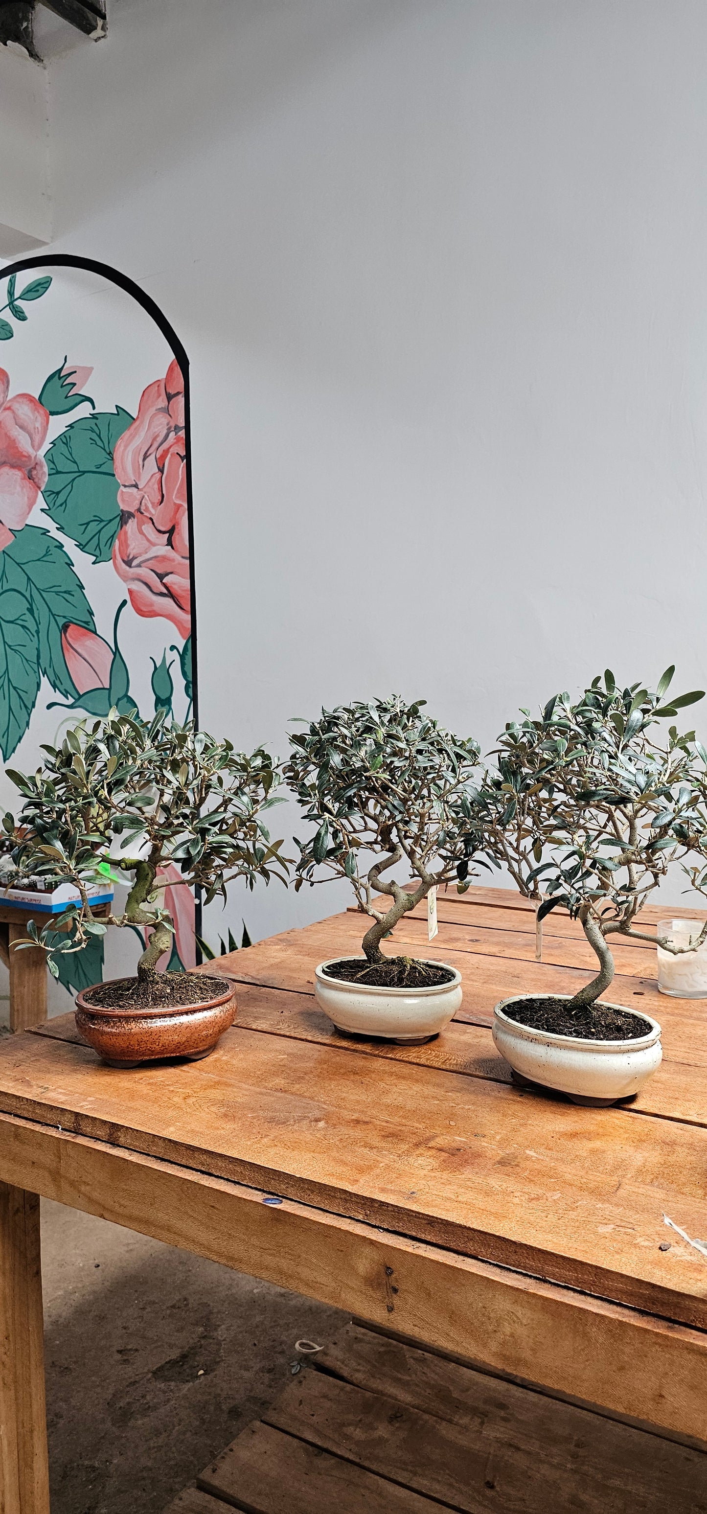Olive Tree Bonsai