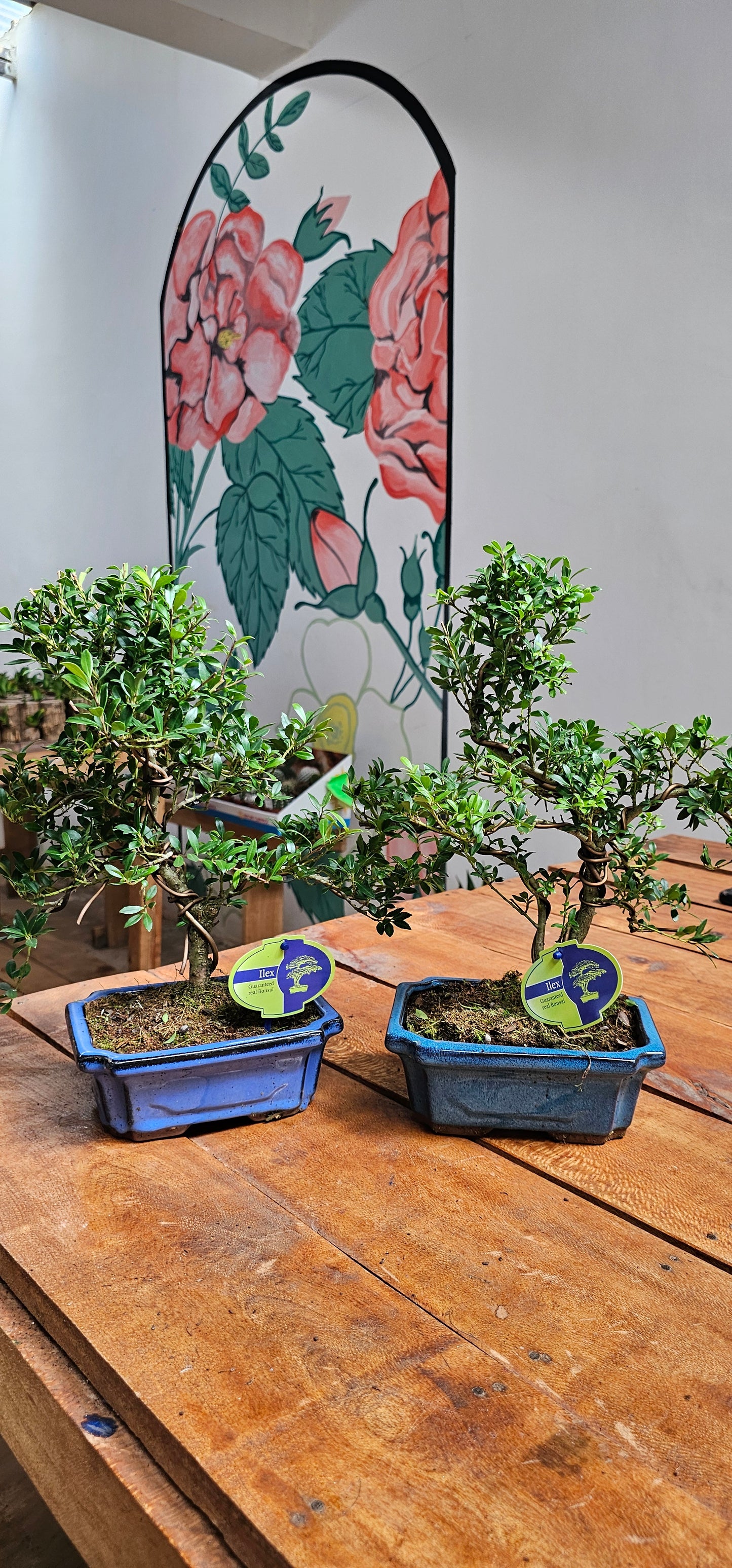 Japanese Holy Bonsai (Ilex)