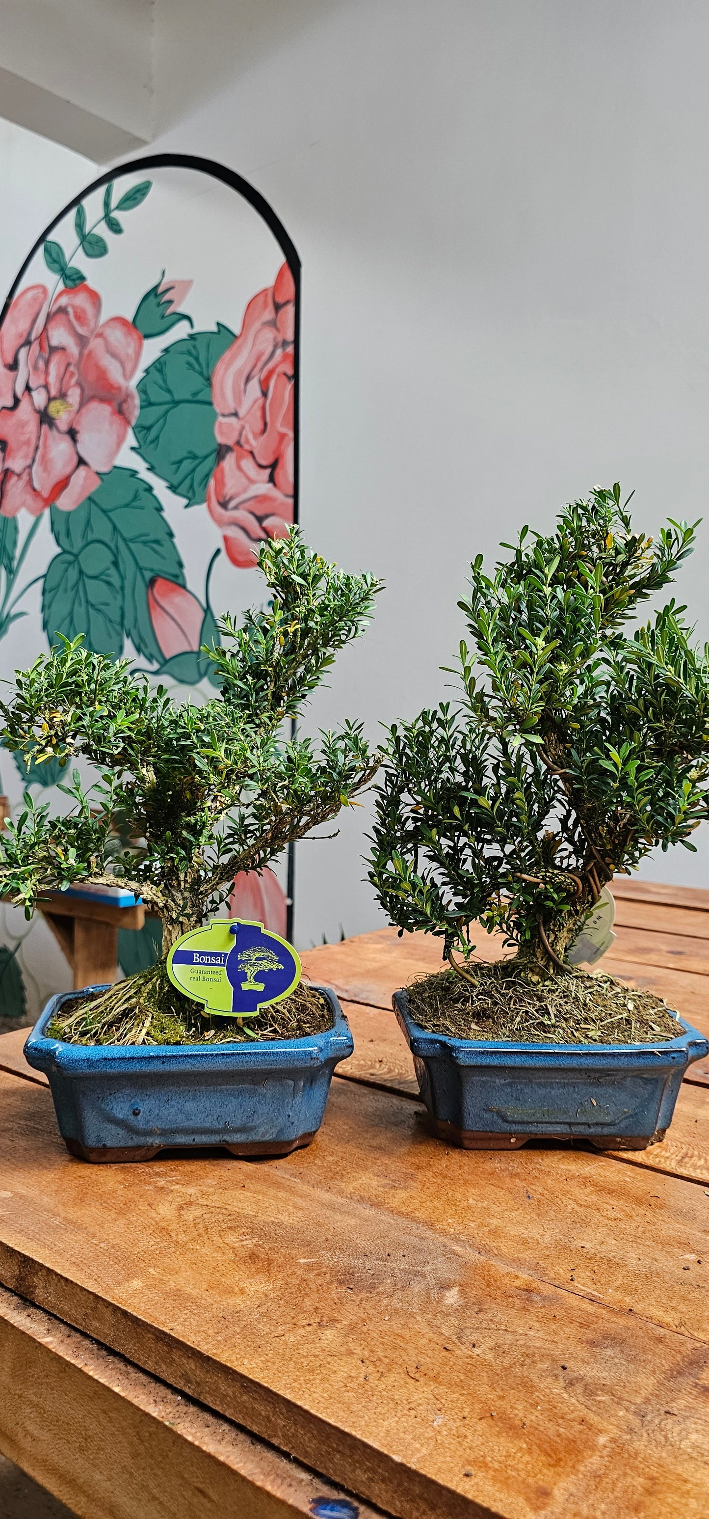 Buxus Sempervirens Bonsai