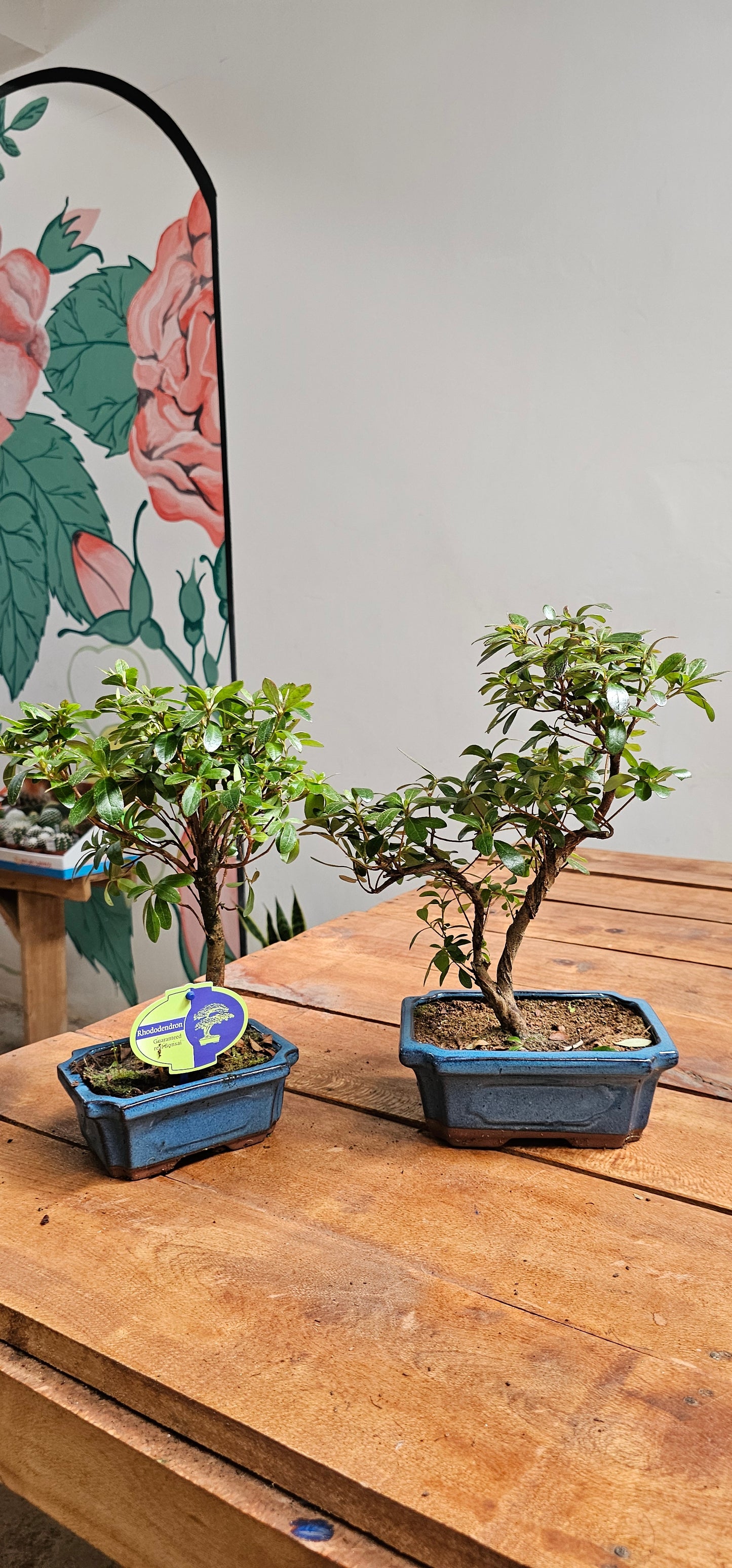 Azalea Bonsai Tree (Rhododendron)