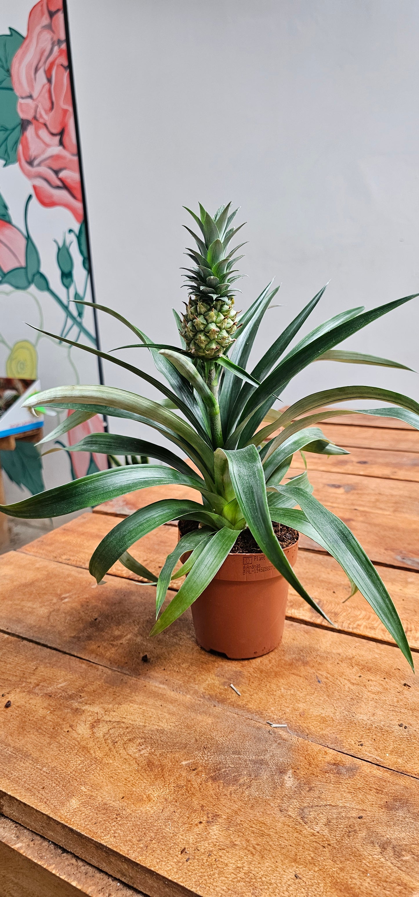 Indoor Pineapple (Ananas MI Amigo)