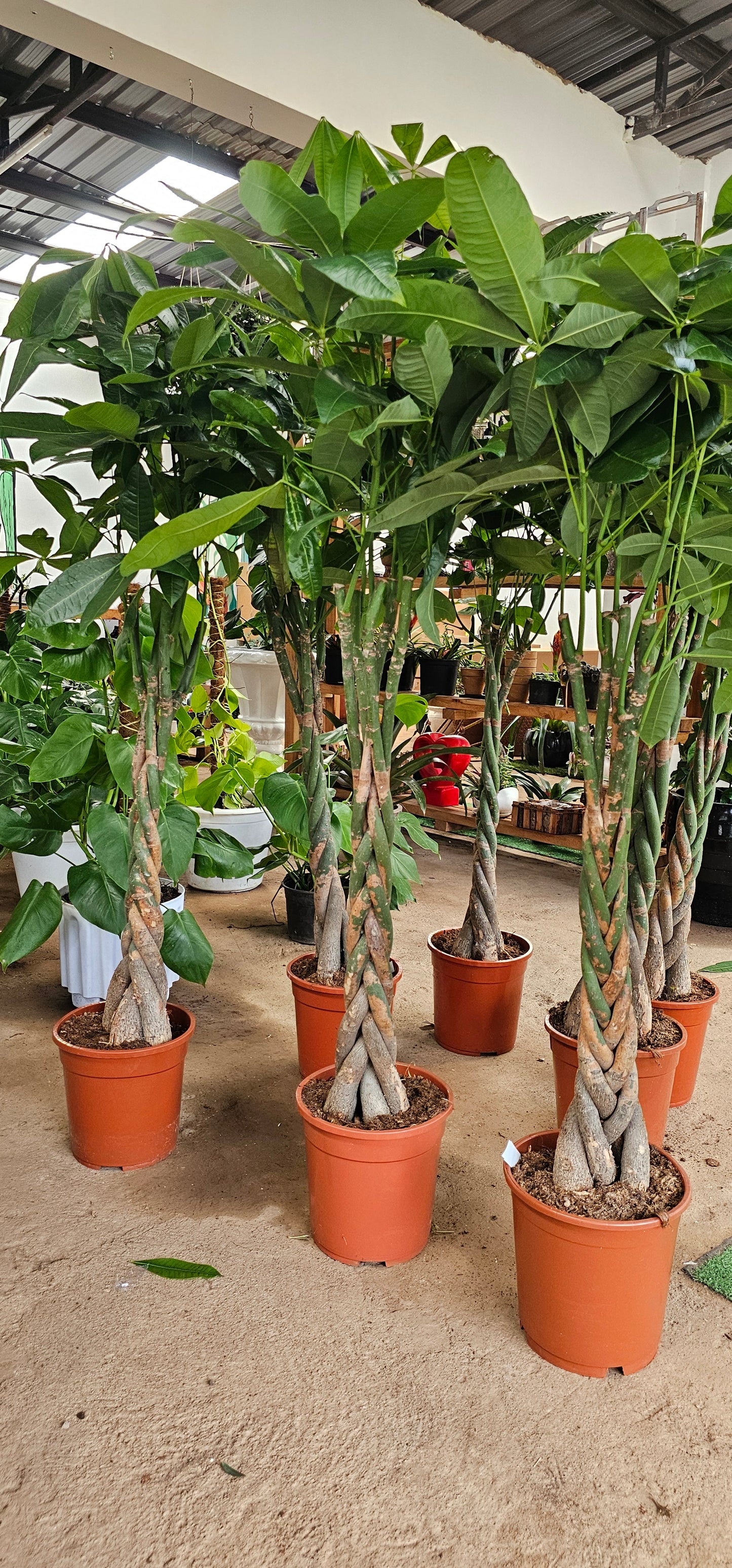 Braided Money Tree (Ficus Pachira)