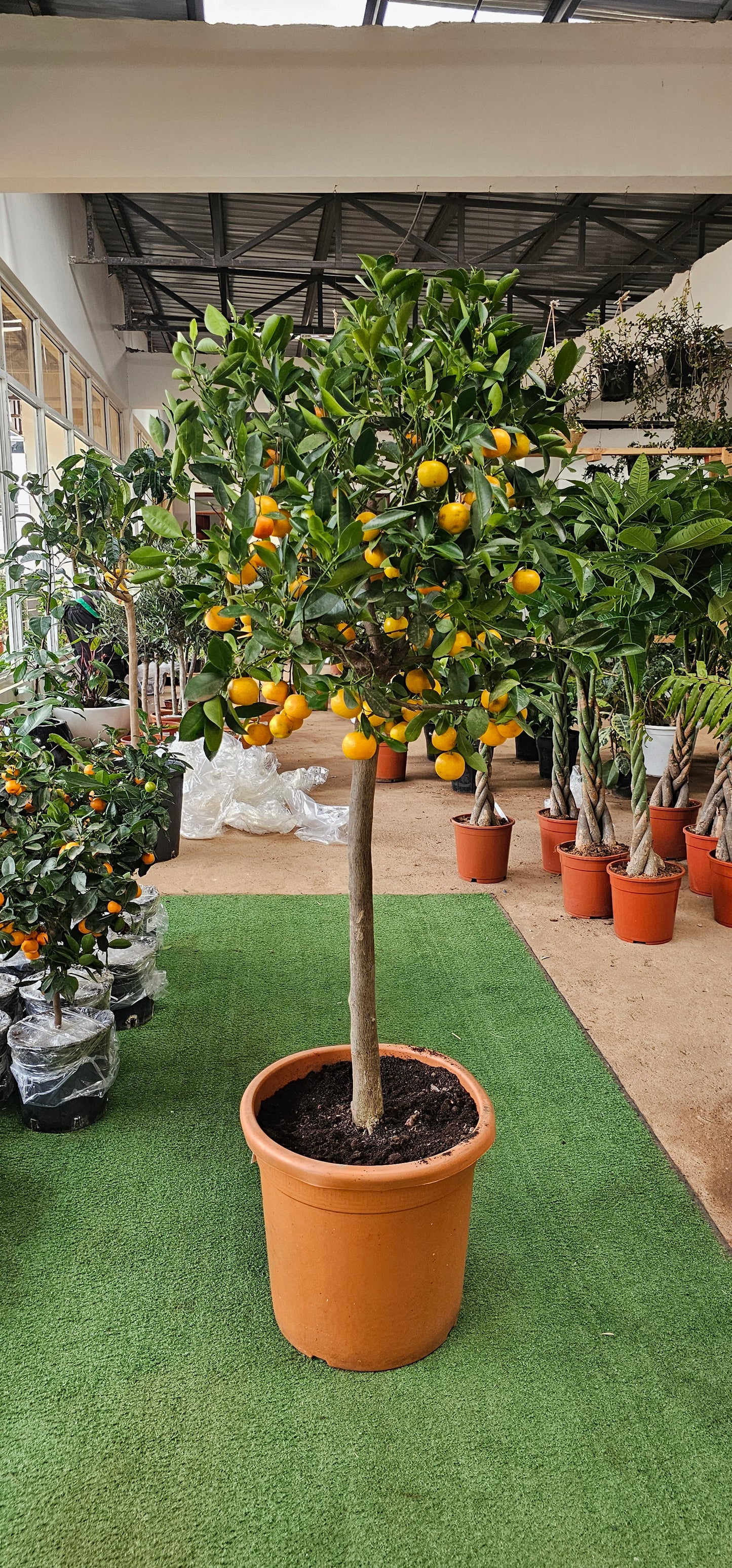 Citrus Citrofortunella XXL (Citrus Microcrapa)