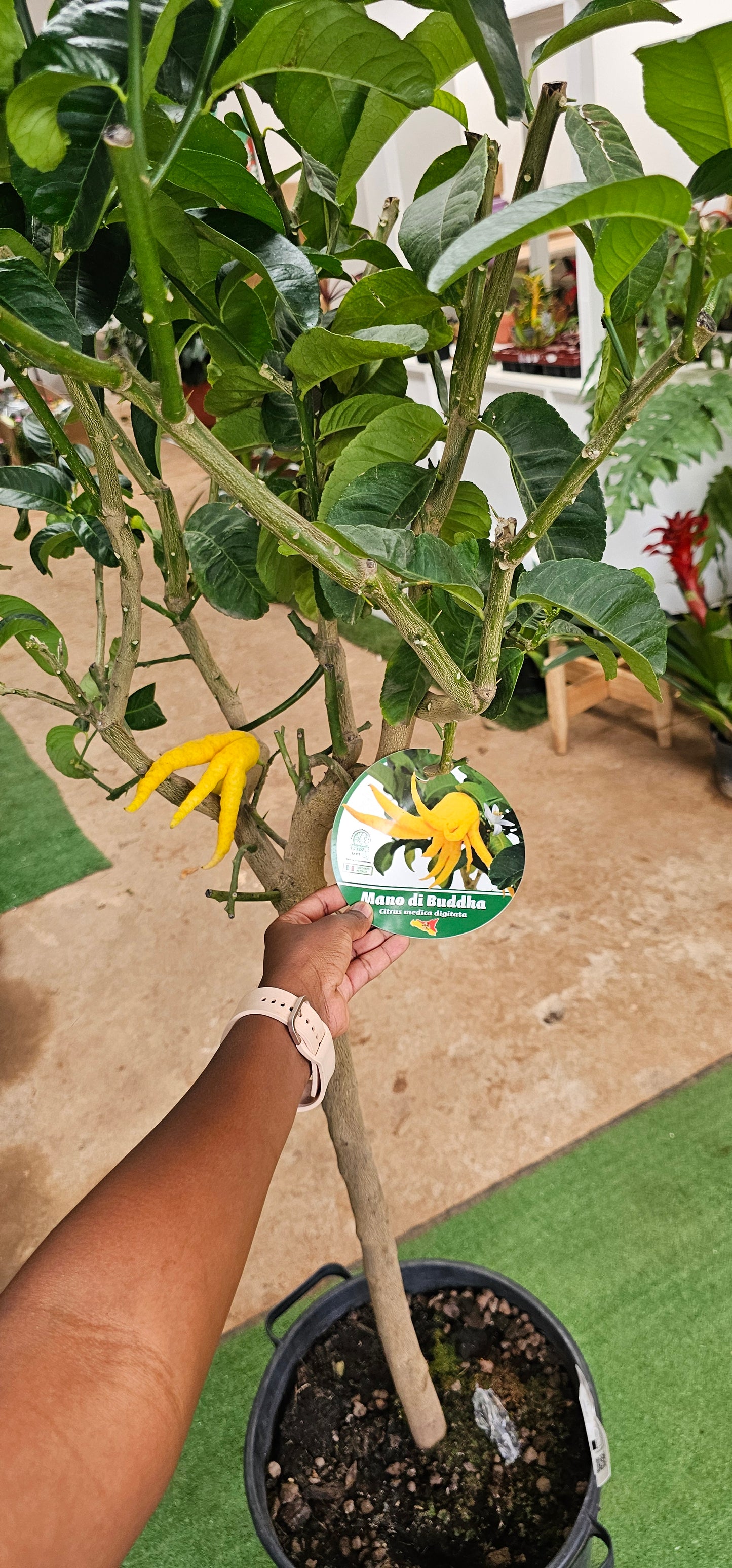 Buddhas Hand Citrus (Citrus Medica Digitata/ Mano DI Buddha)