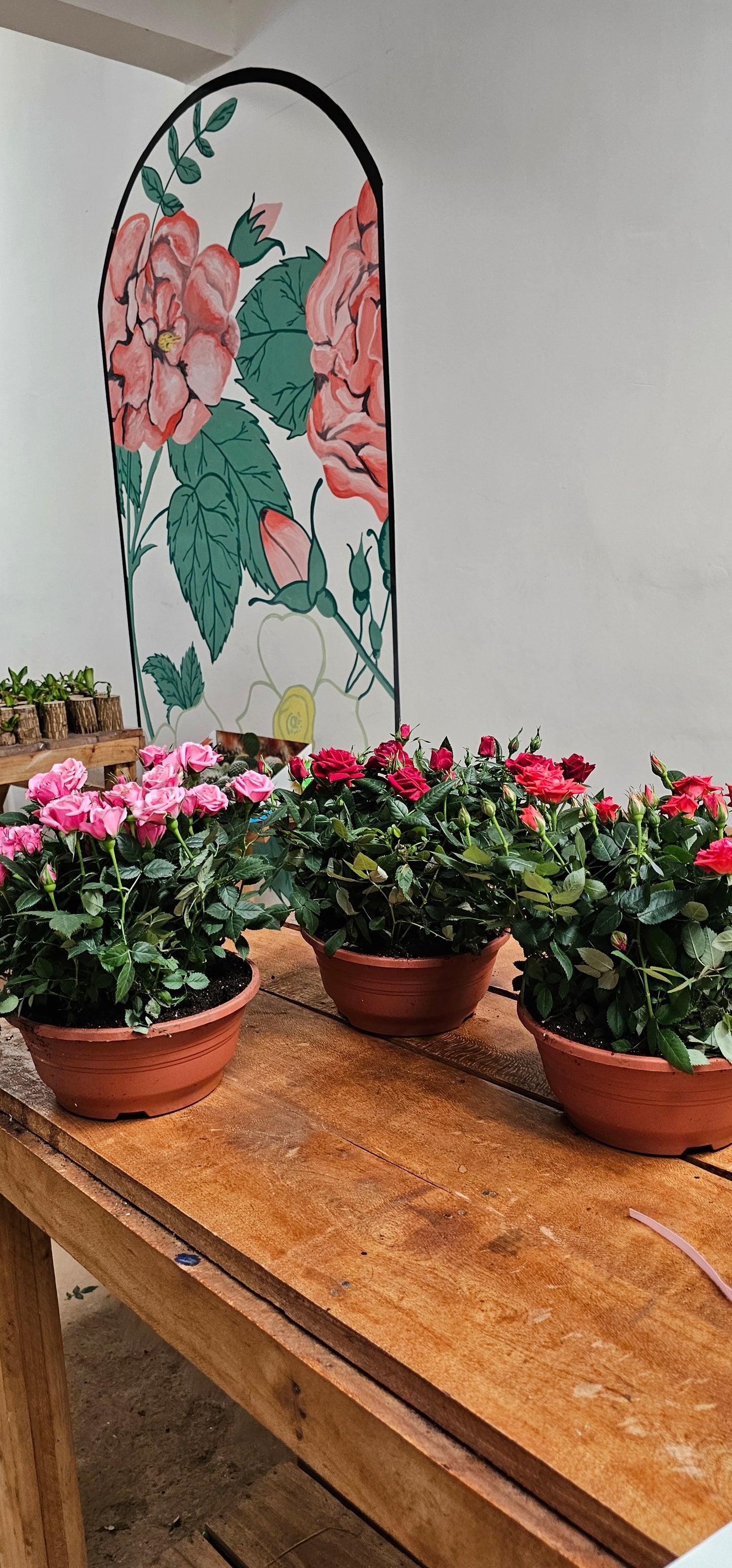 Miniature Potted Roses - Large