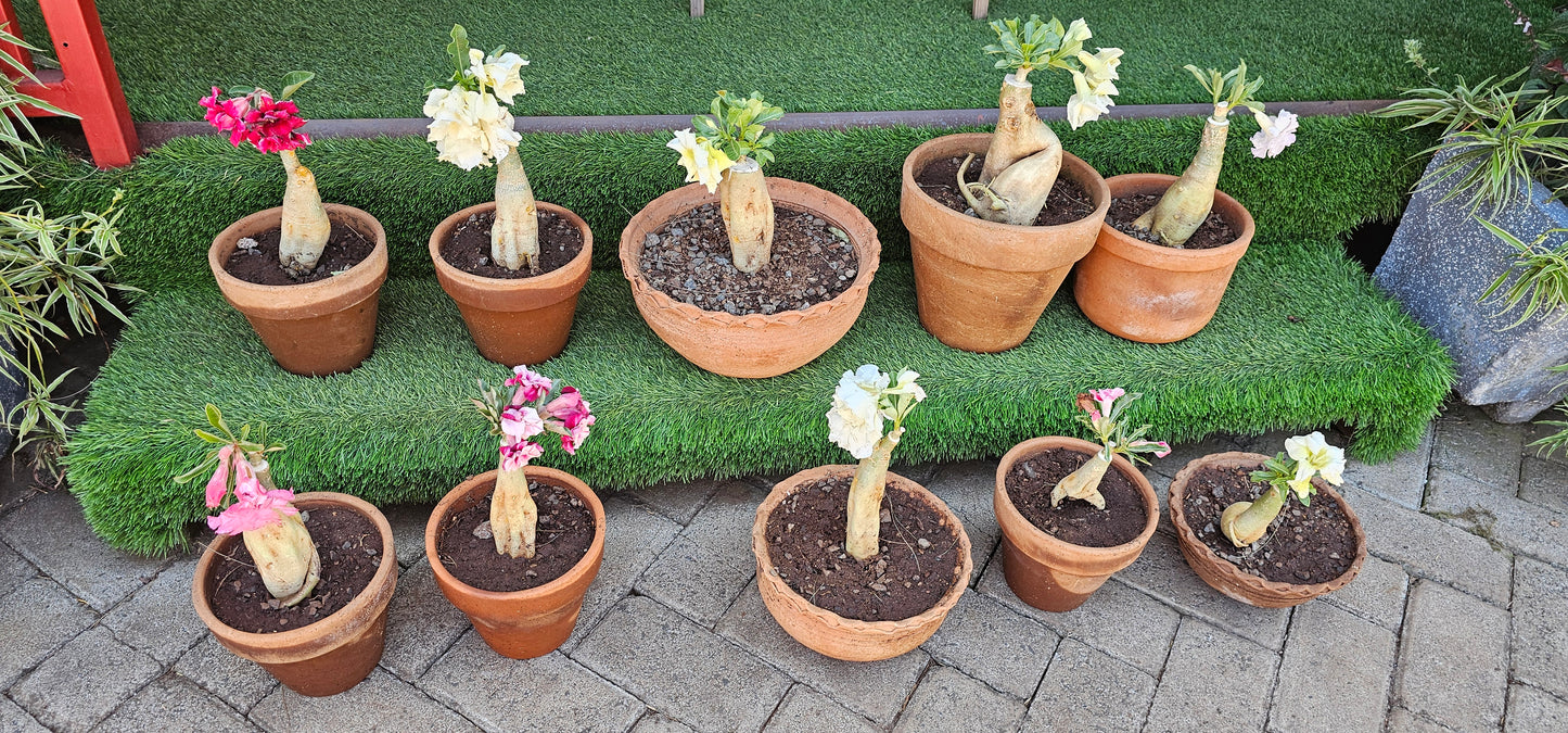 Exotic Desert Rose