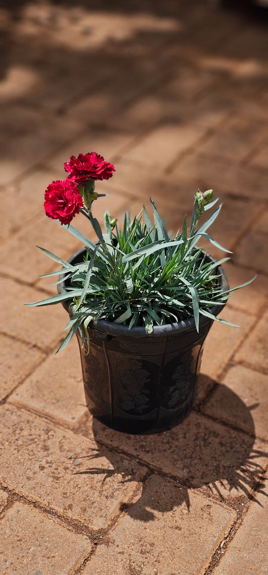Carnation