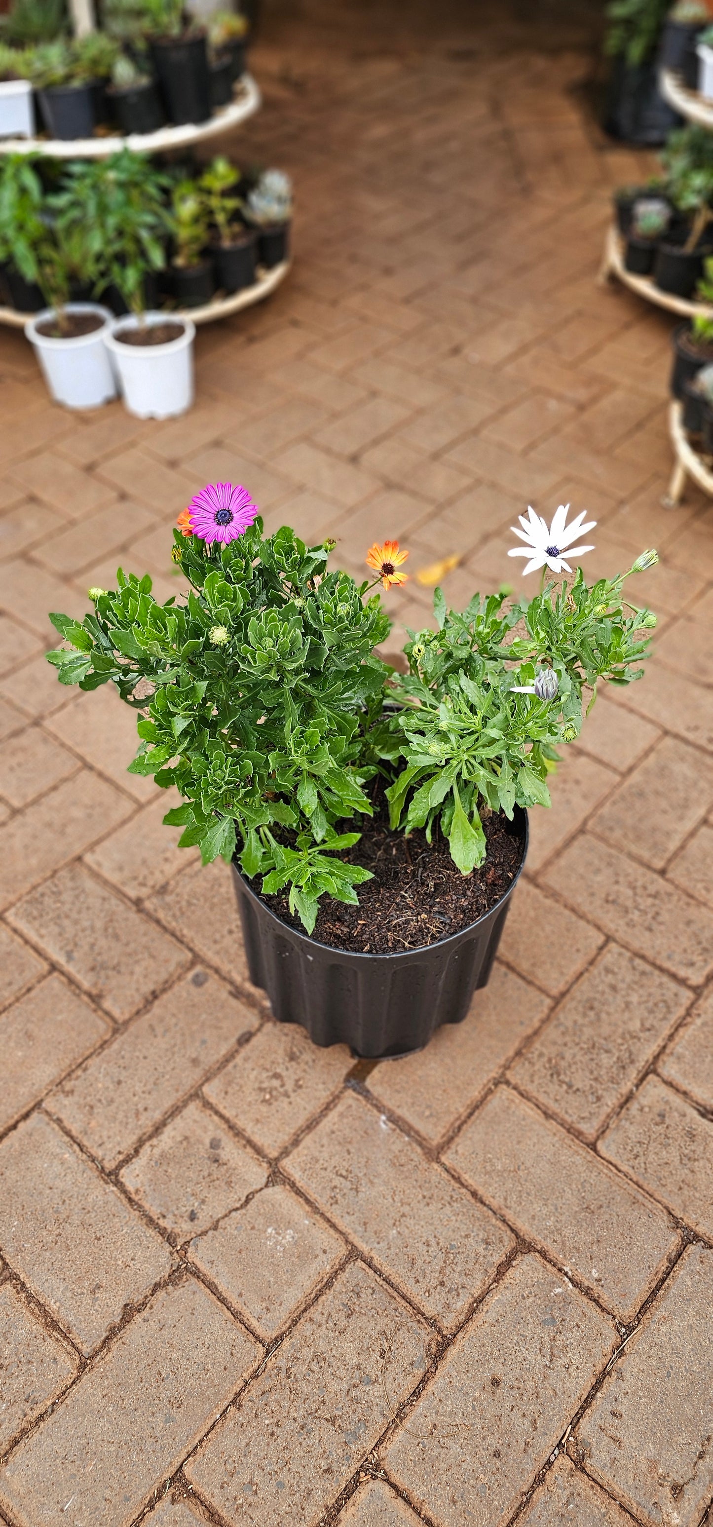 African Daisy