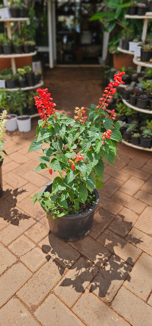 Salvia