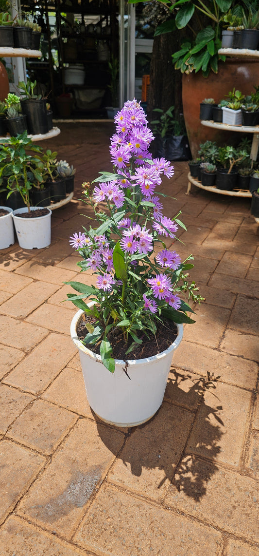 Asters