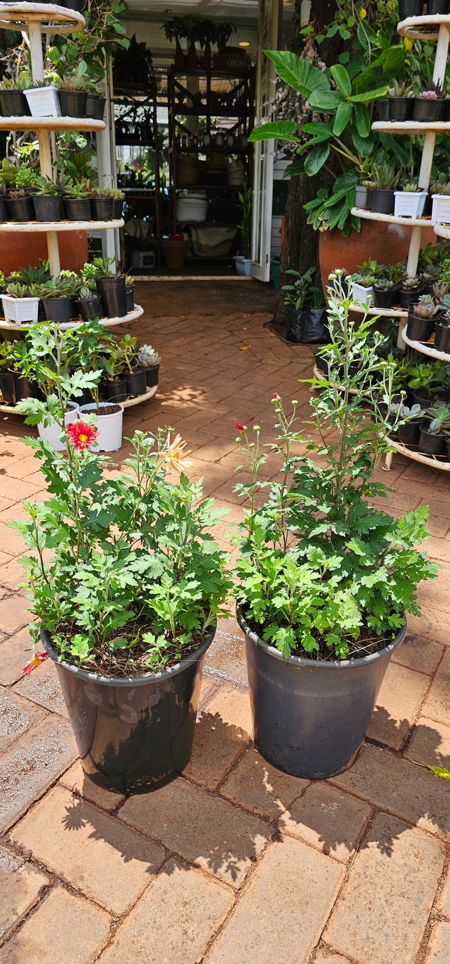 Chrysanthemum Indicum