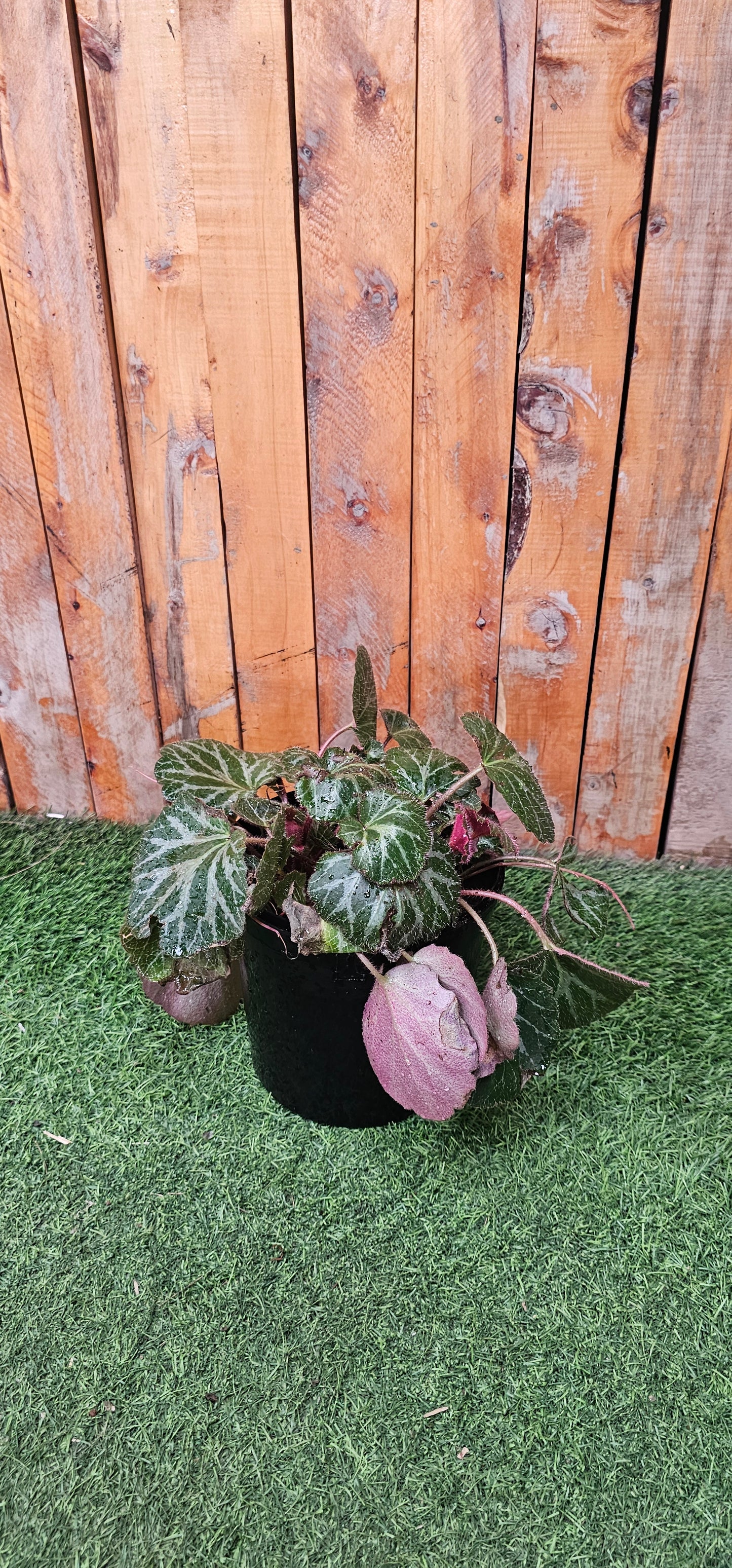 Strawberry Begonia