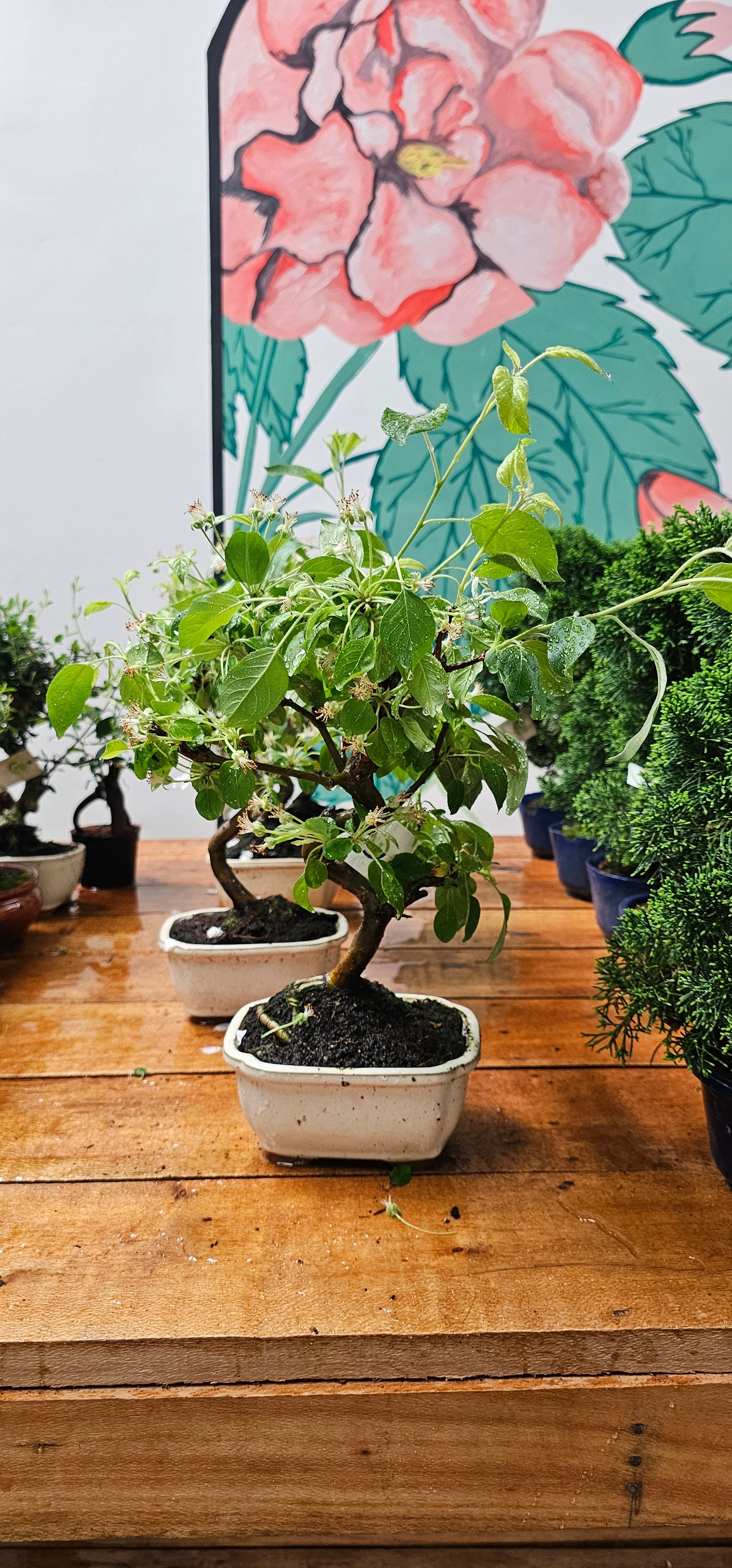 Malus Domestica (Apple Bonsai)