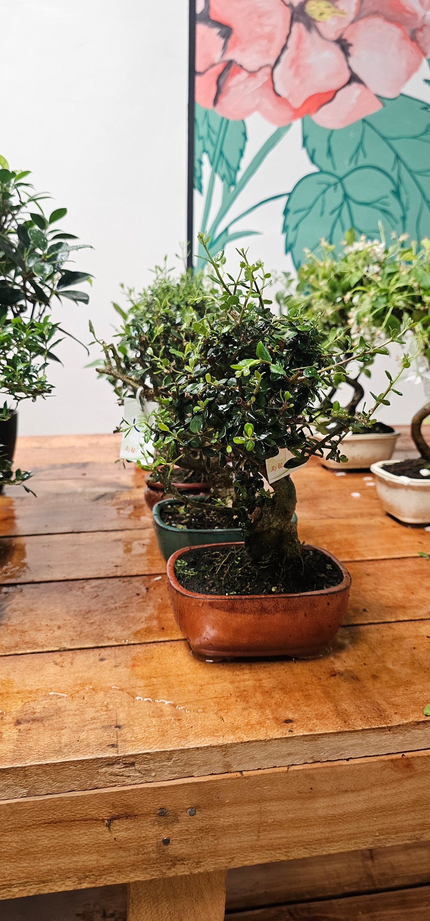 Olea Sylvestris Bonsai (Olea Europea)