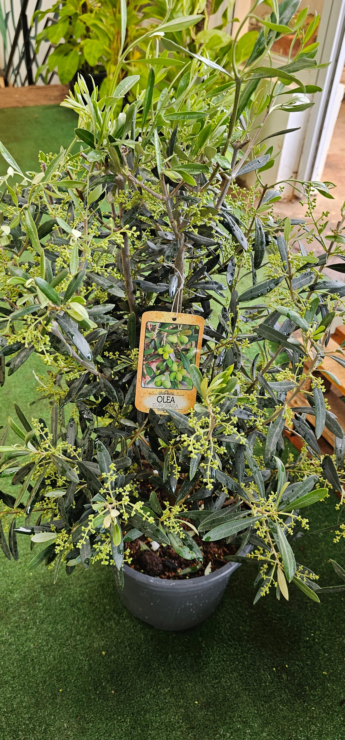 European Olive Bush (Olea Europea)