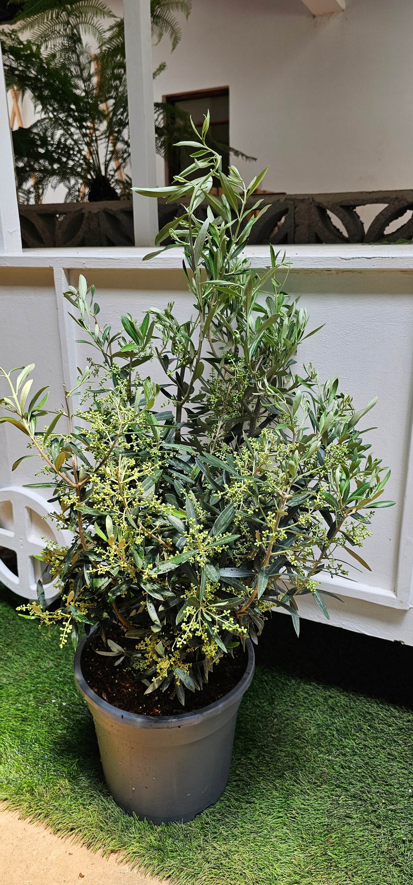 European Olive Bush (Olea Europea)