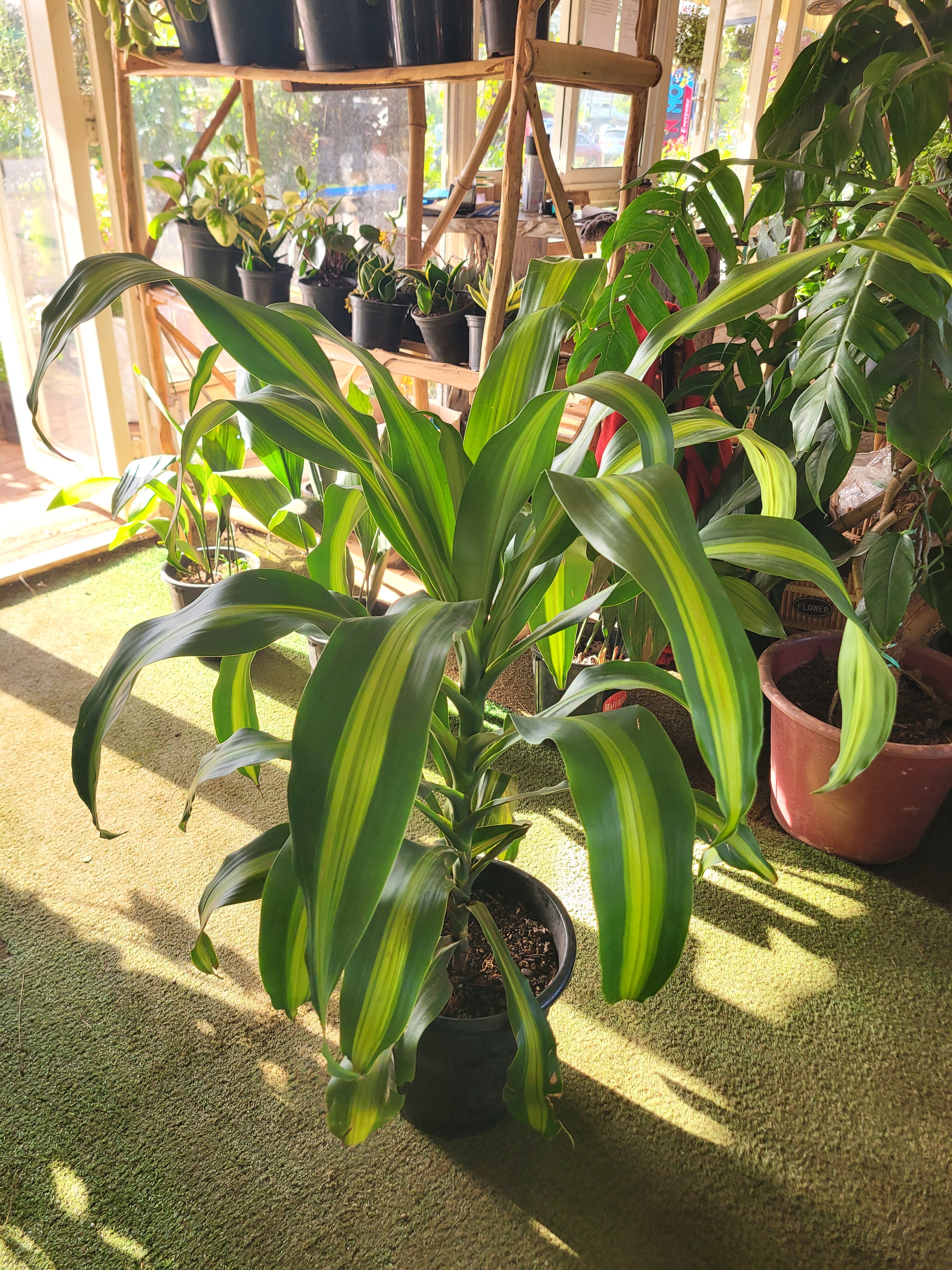 10+ Dracaena Massangeana Care Dracaena Massangeana – Planty Kenya