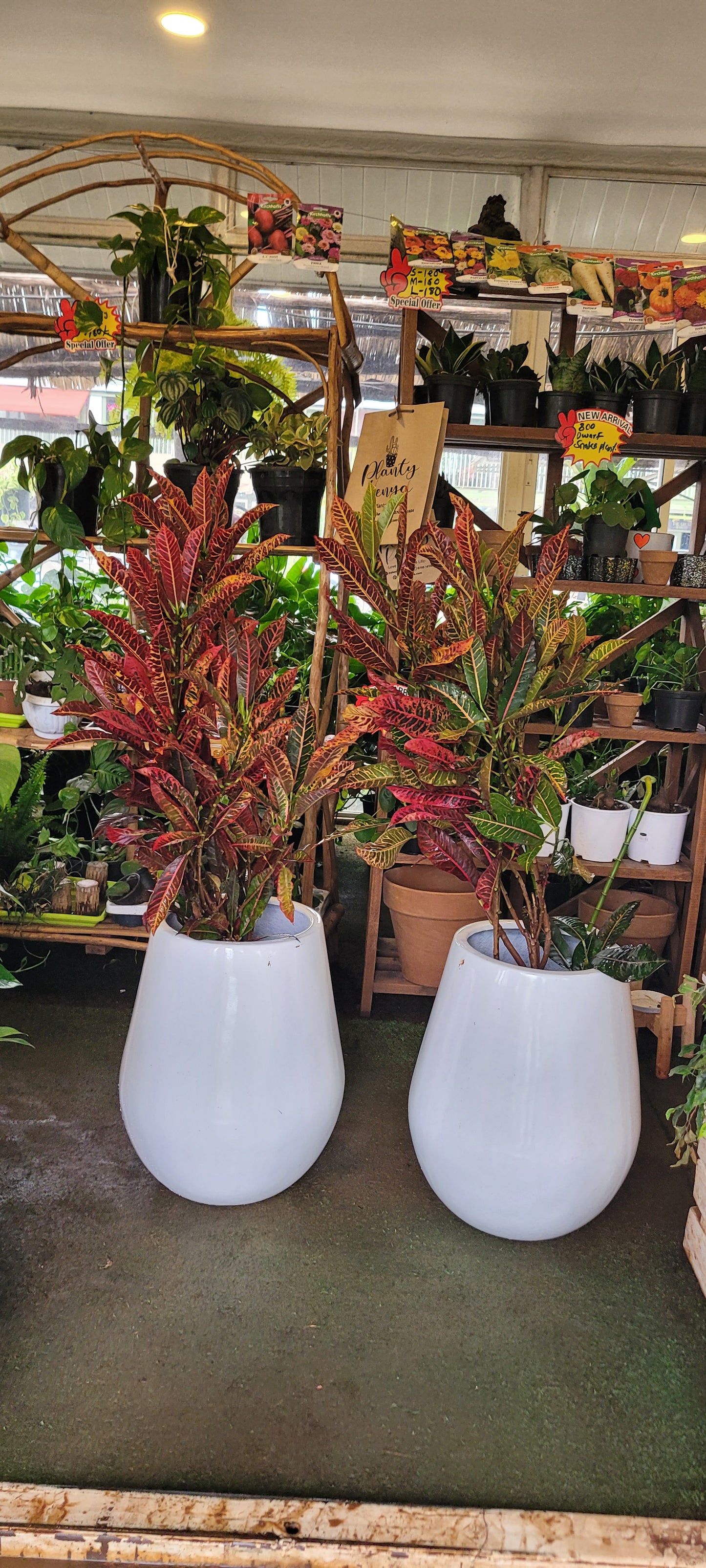 Croton ( Codiaeum variegatum)