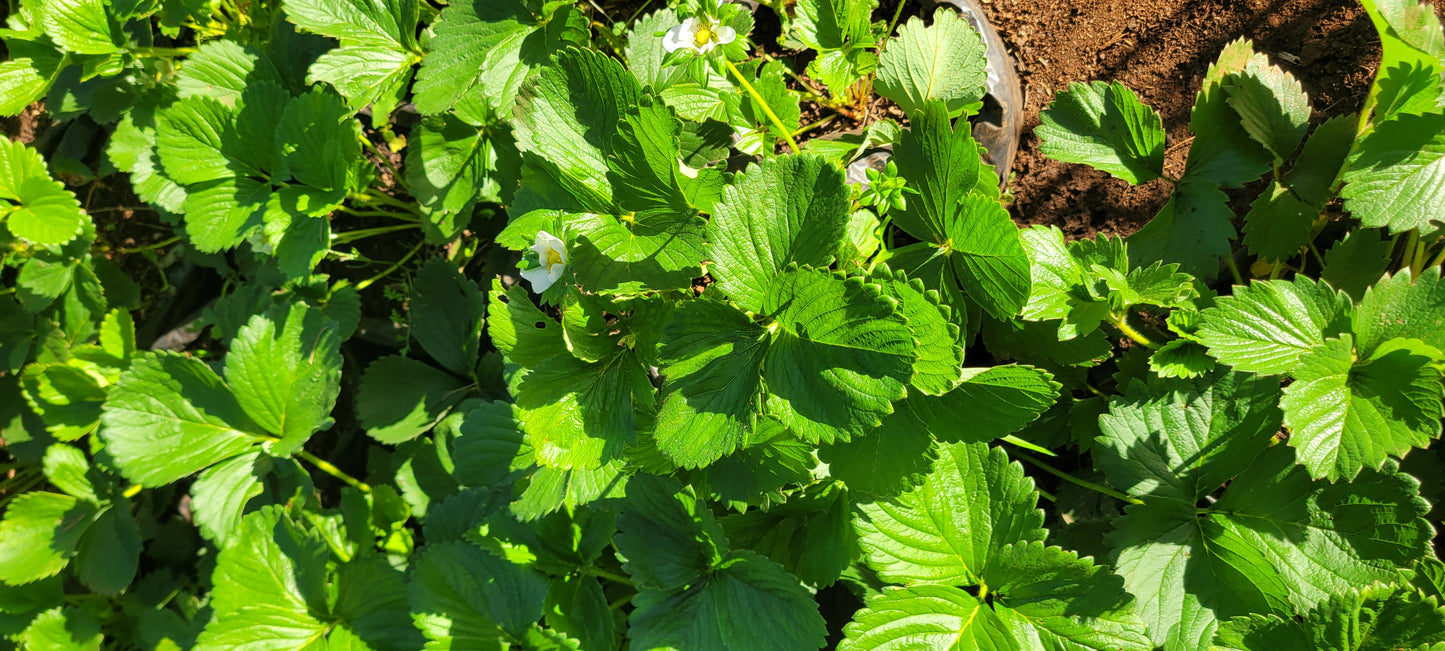 Strawberries