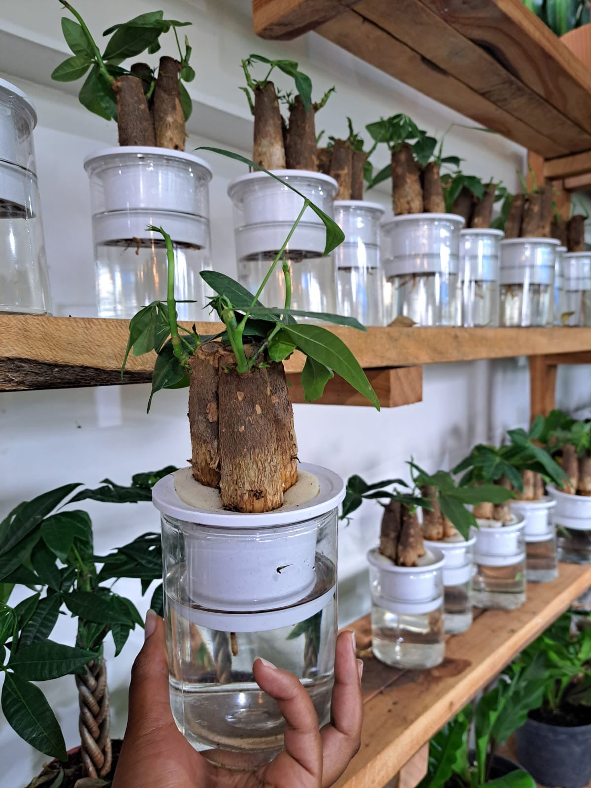 Money tree bonsai