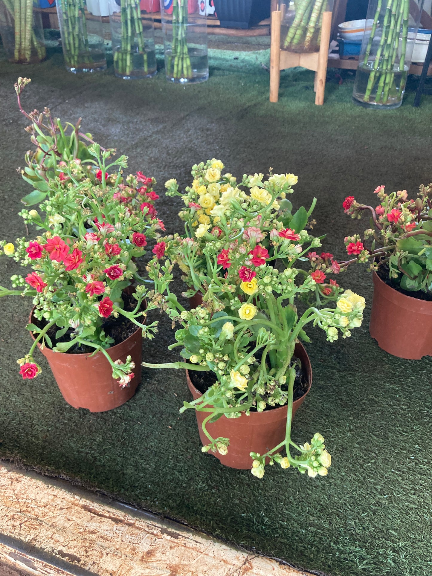 Kalanchoe