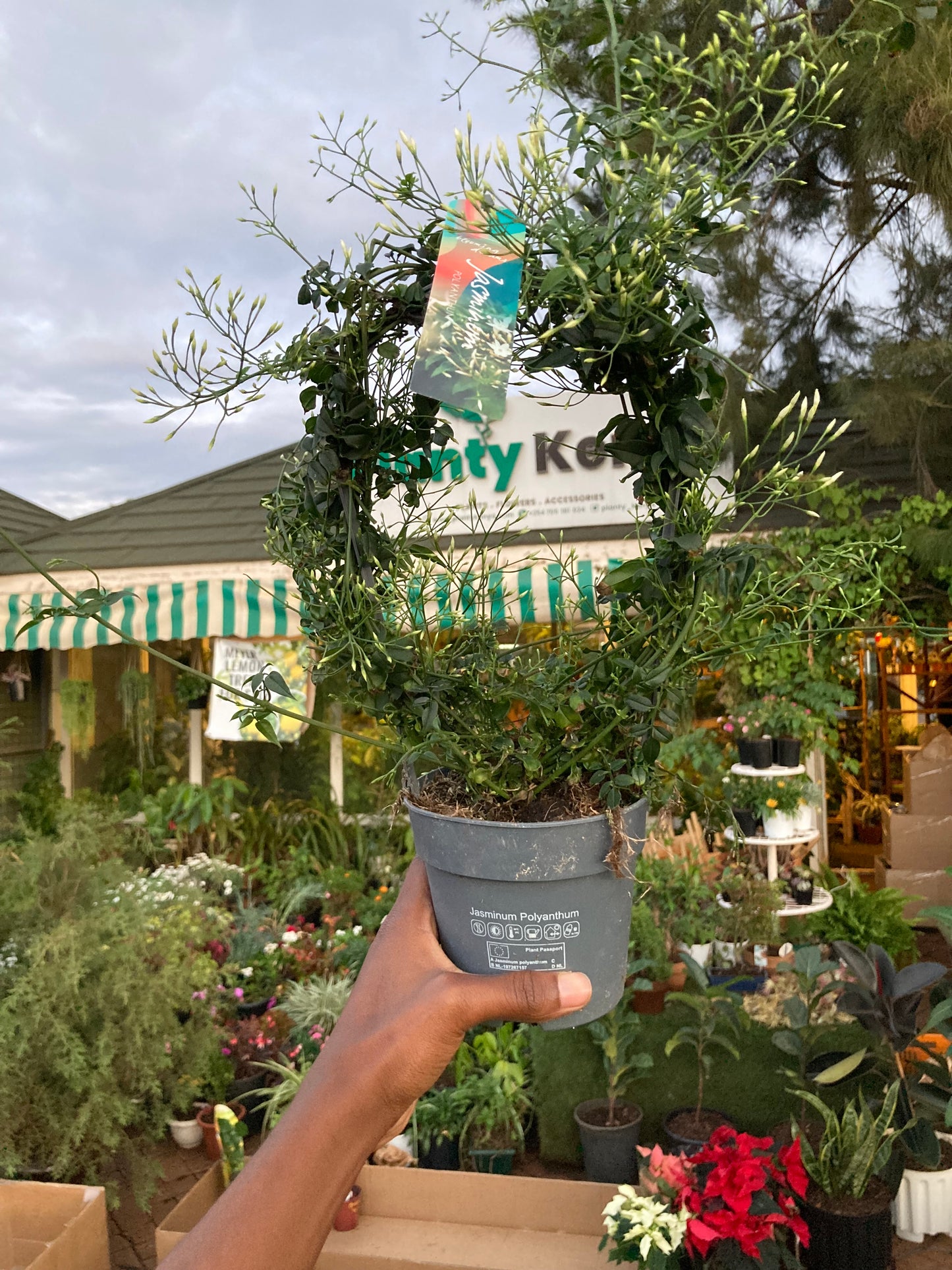 Indoor Jasmine (Jasmine Polyanthum)